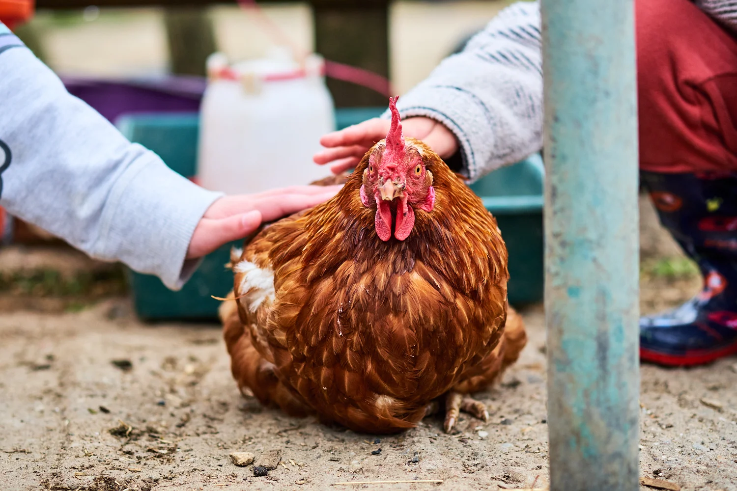 Children petting a rescued chicken at a sanctuary