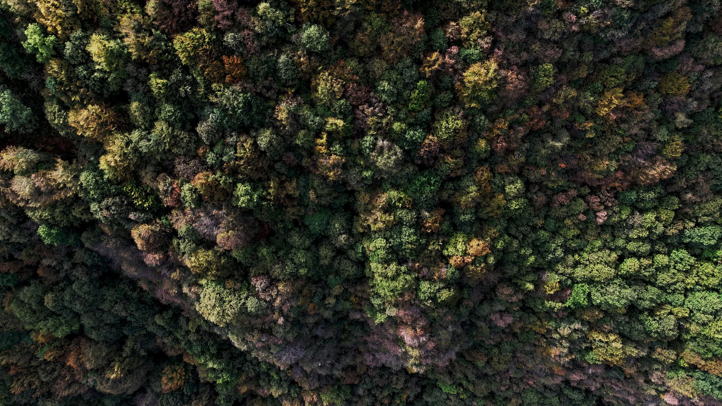 cosmin-andrei-buzamat-12pGro73GvI-unsplash.jpg