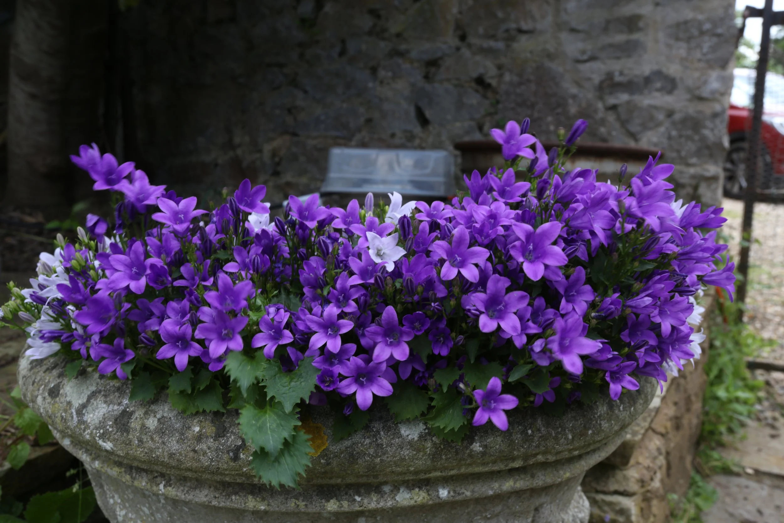 Campanula portenschlagina