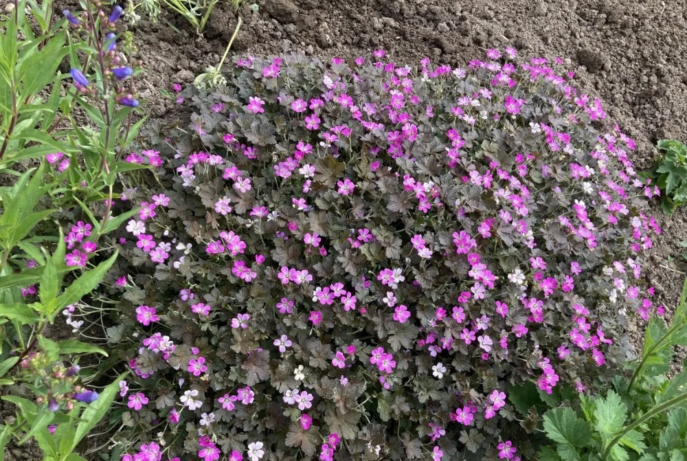 Geranium Orkney Cherry