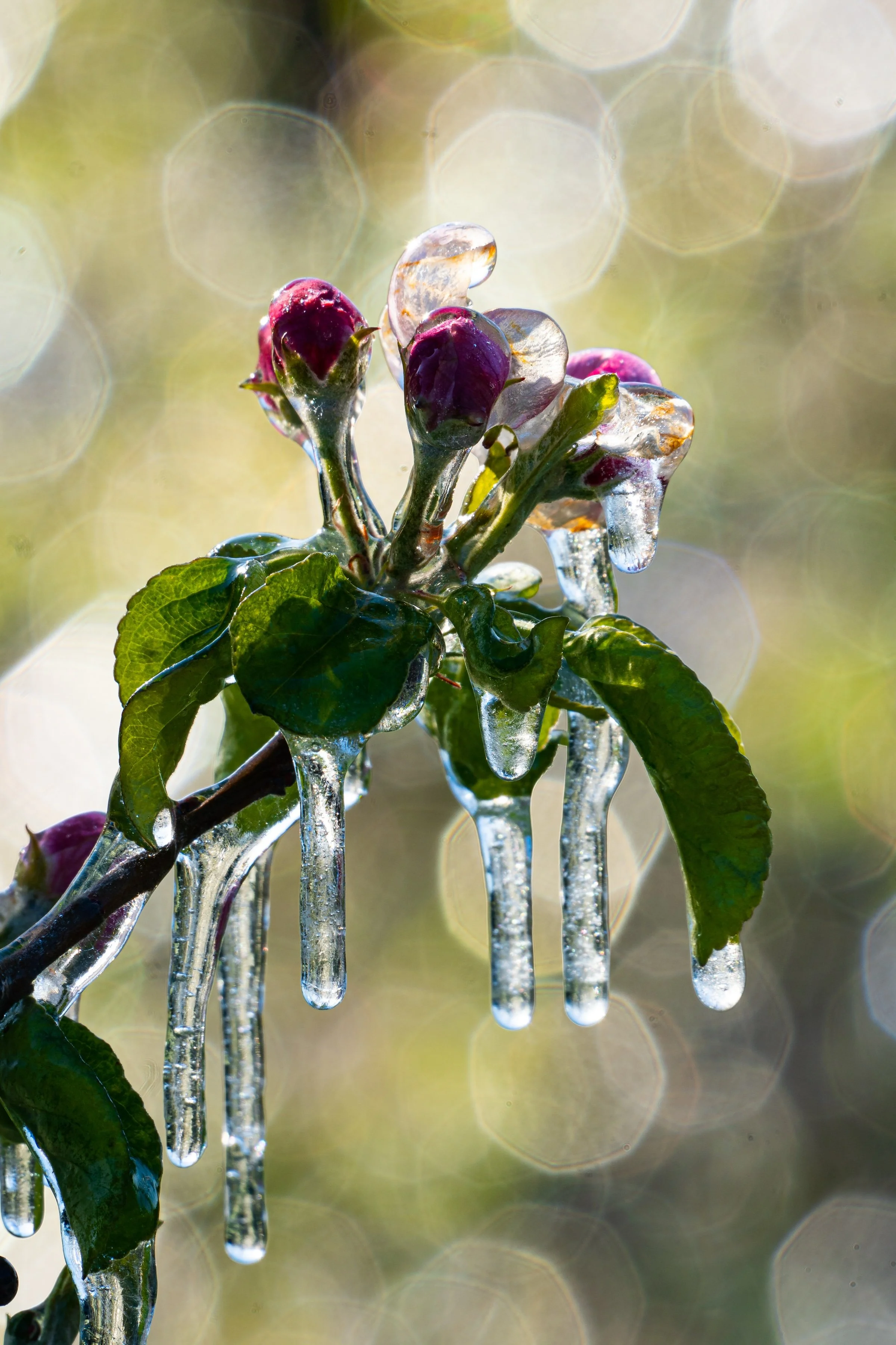 Protect Your Landscape for the Cold Weather