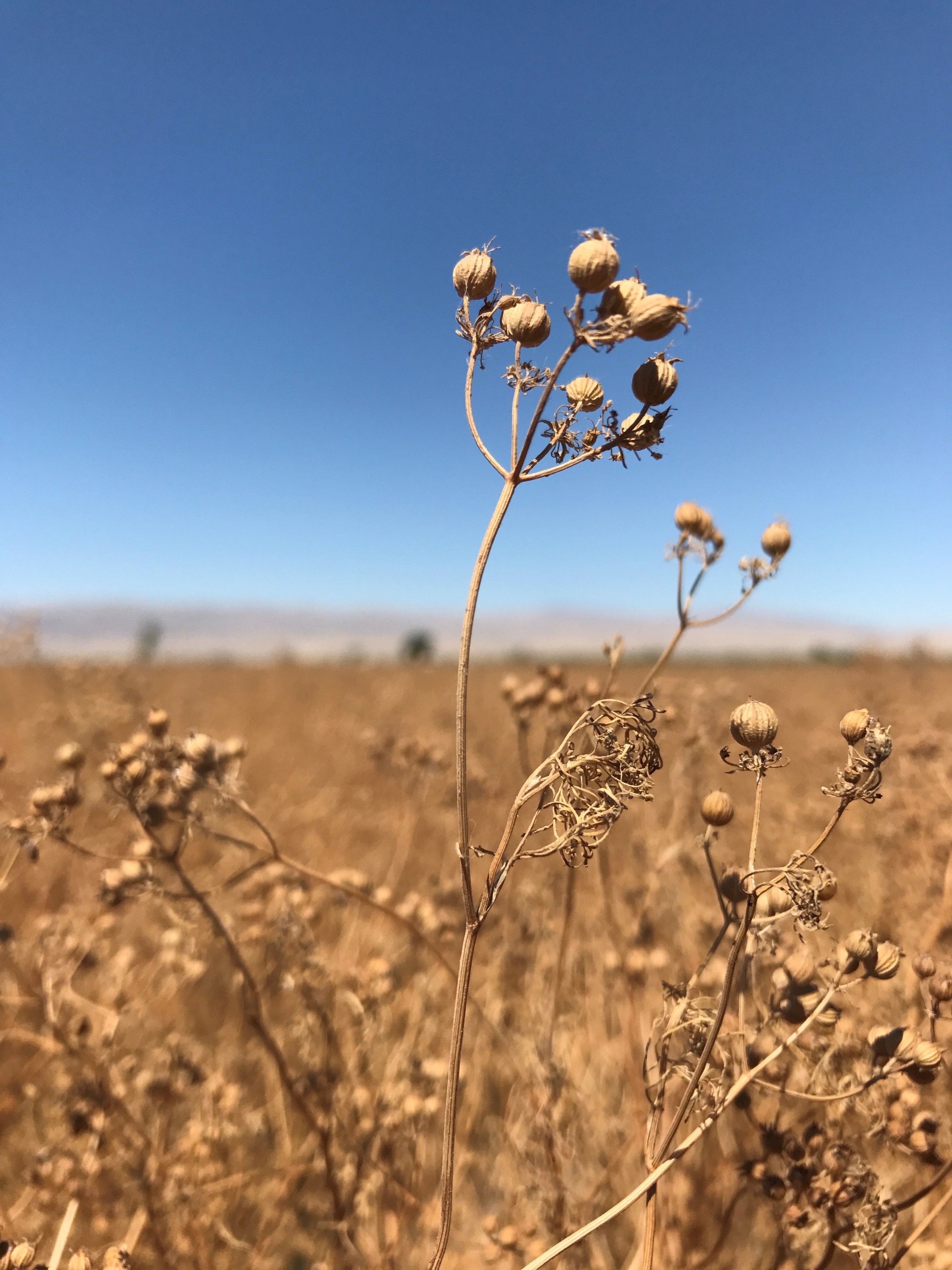 Coriander Field.jpg