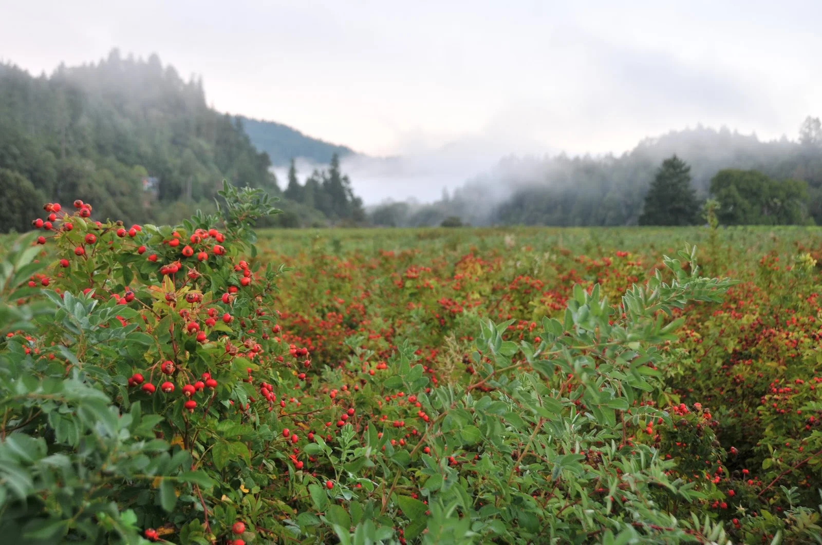Wild Harvesting Rosehips in Chile