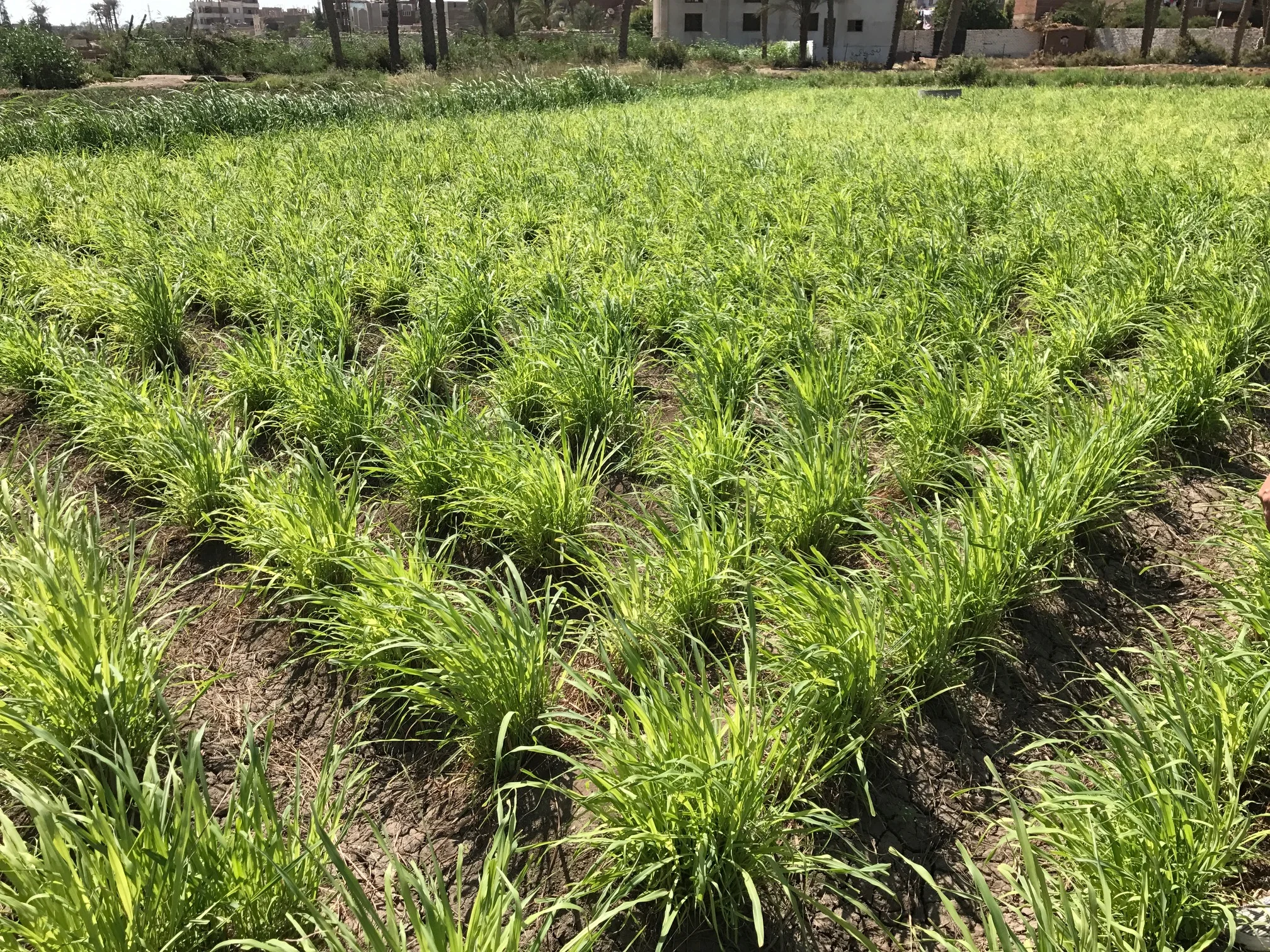 Lemongrass_(Cymbopogon_citratus)_1.jpg