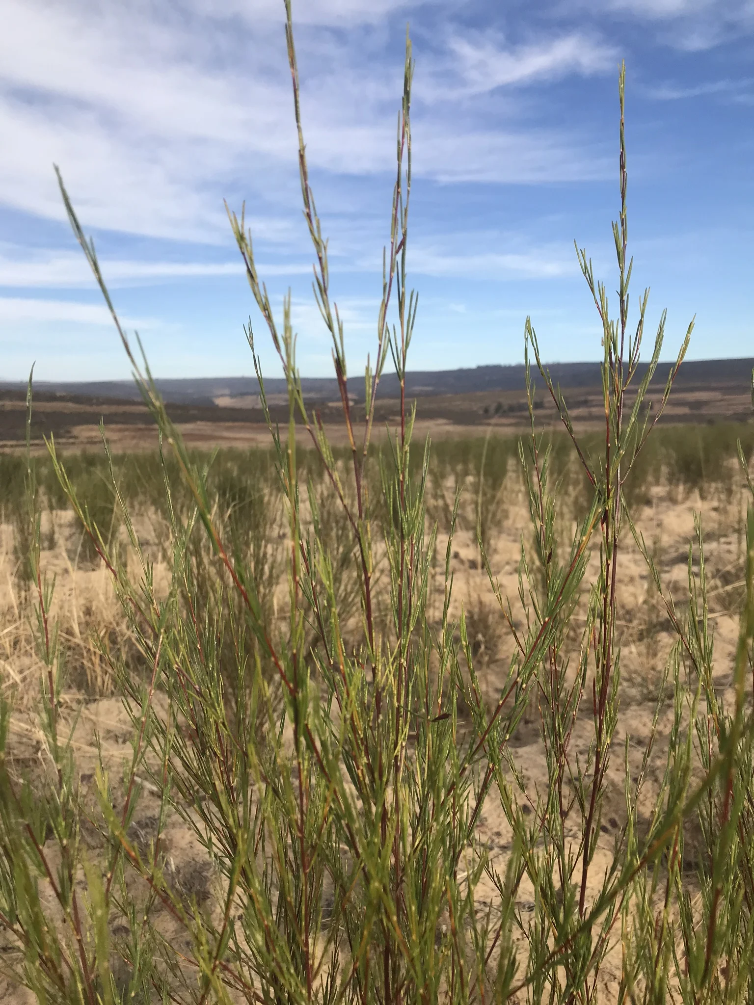 Rooibos, South Africa