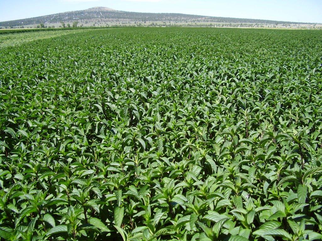 Peppermint U S A Meridian Trading peppermint-u-s-a-meridian-trading