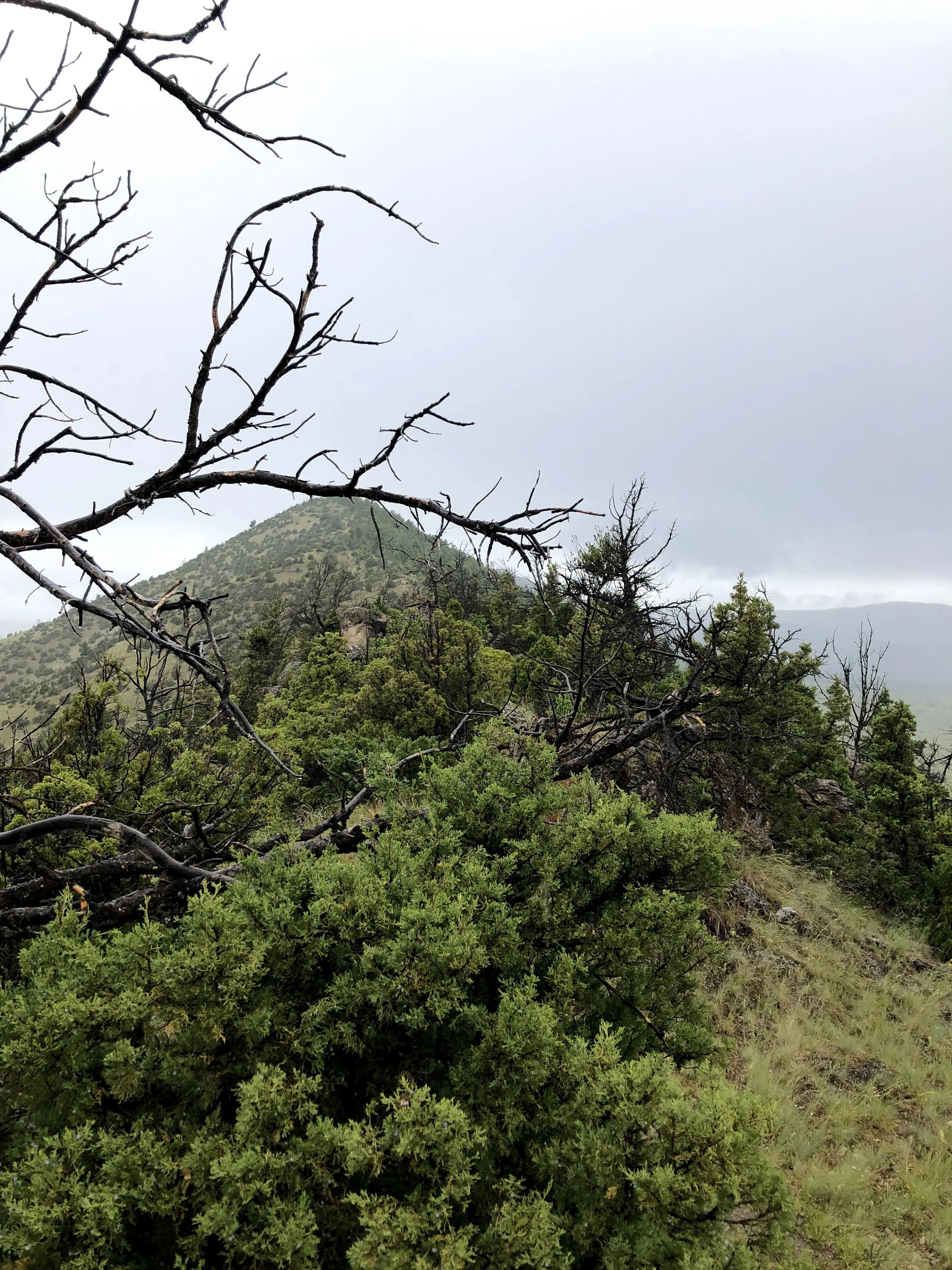 The Hogsback