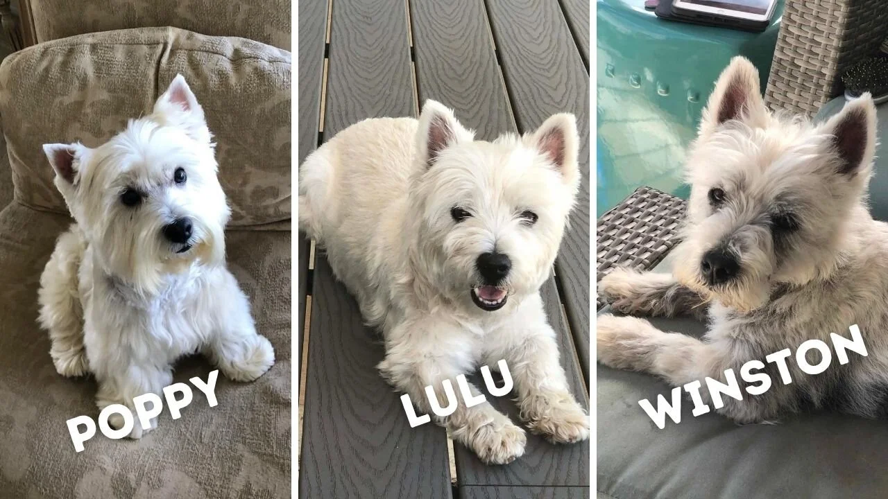 oldest west highland terrier