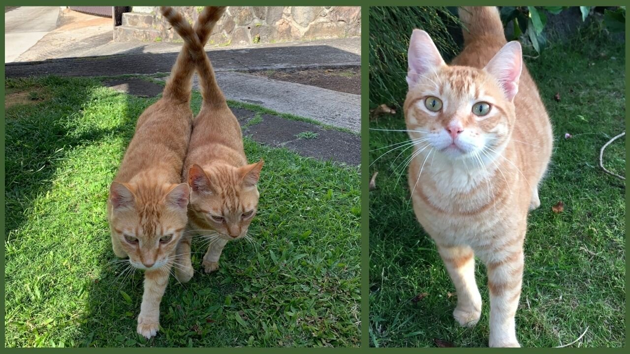 Evelyn Hein's cats pic for app (1).jpg
