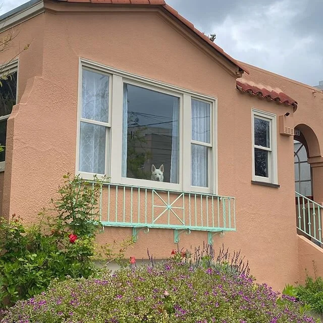 stealthy spots, canine edition