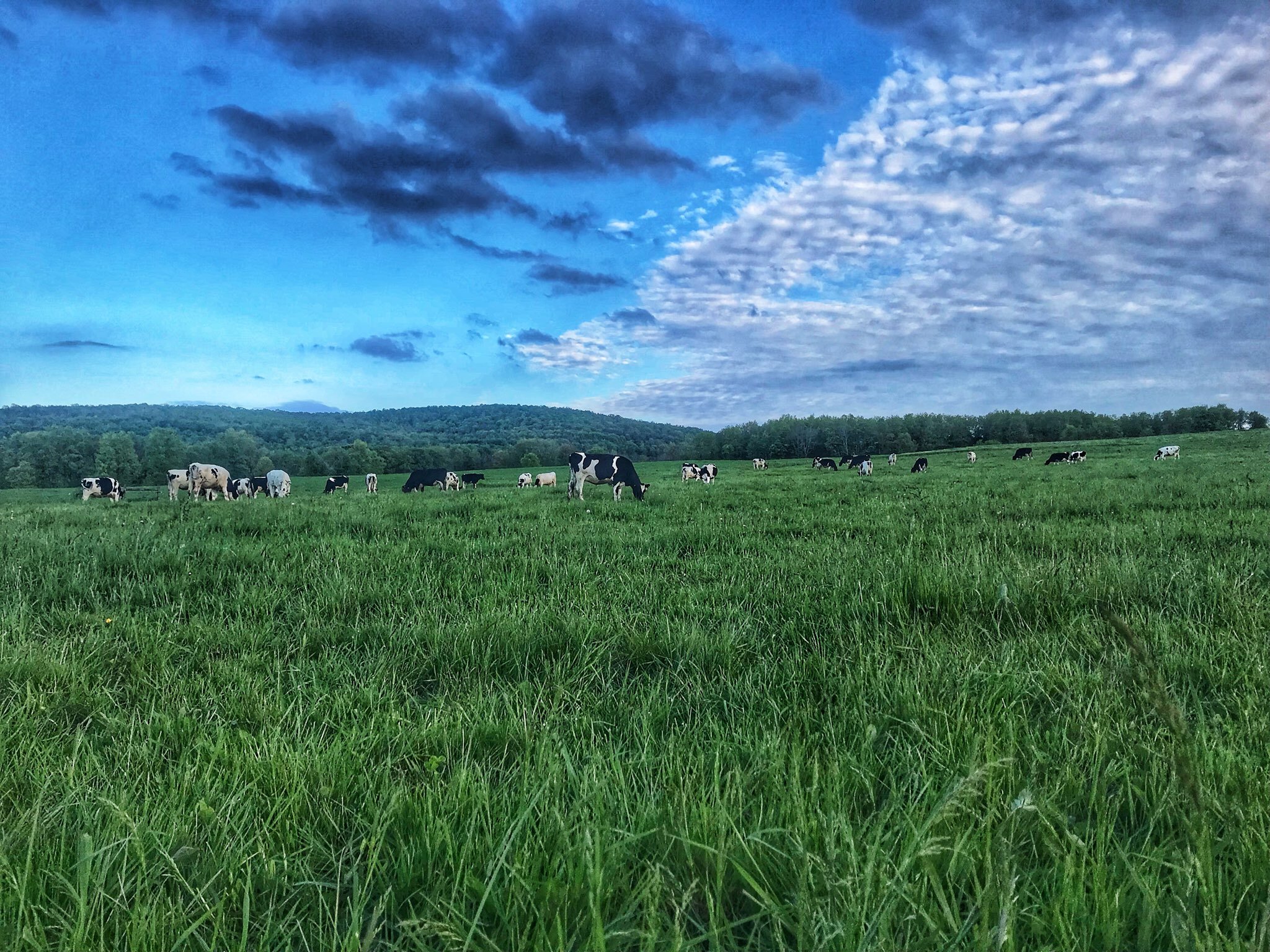 Heifers Grazing.jpg