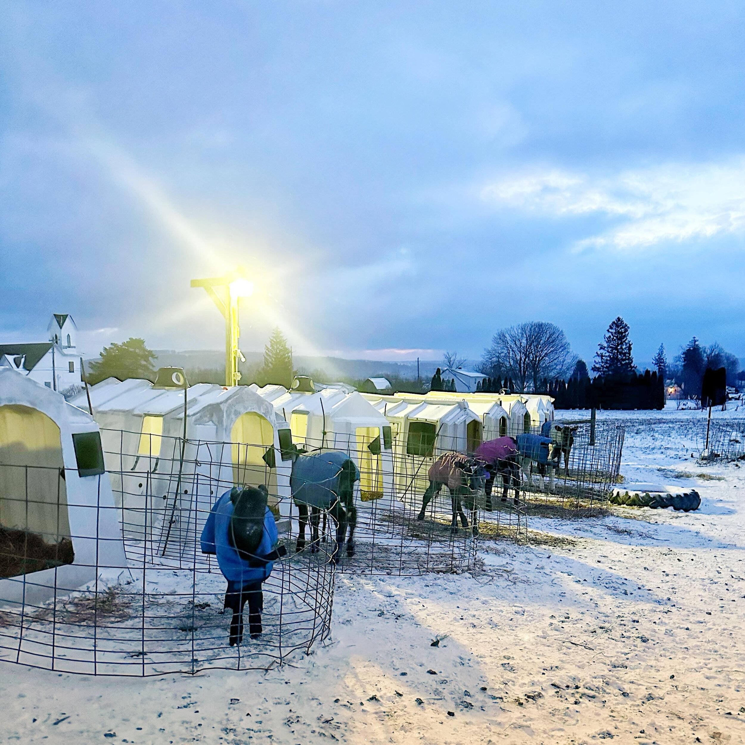 ❄️Did you know that cows and calves love the winter!❄️⠀
⠀
Why? Because Winter comes with less flies, humidity, and better air quality all together!⠀

But while dairy cows are incredibly happy that the thermometer shows their favourite temperature, ca