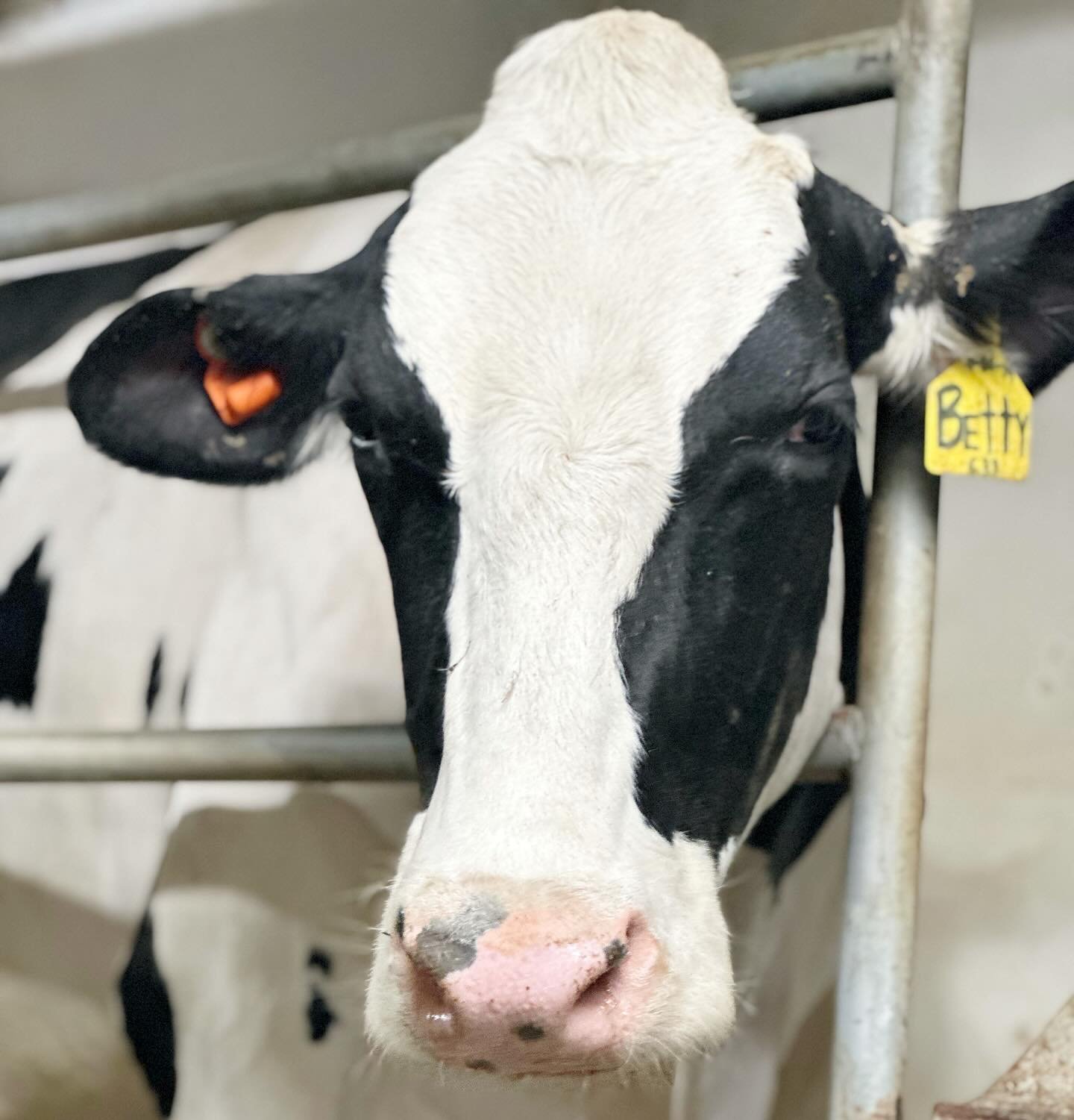 The girls got some new ear jewelry this week!  The little orange tag is called CowManager.  It&rsquo;s a monitoring system that shows me data points for each individual cow.  From her body temperature, to how much she eats, walks around, ruminates, s