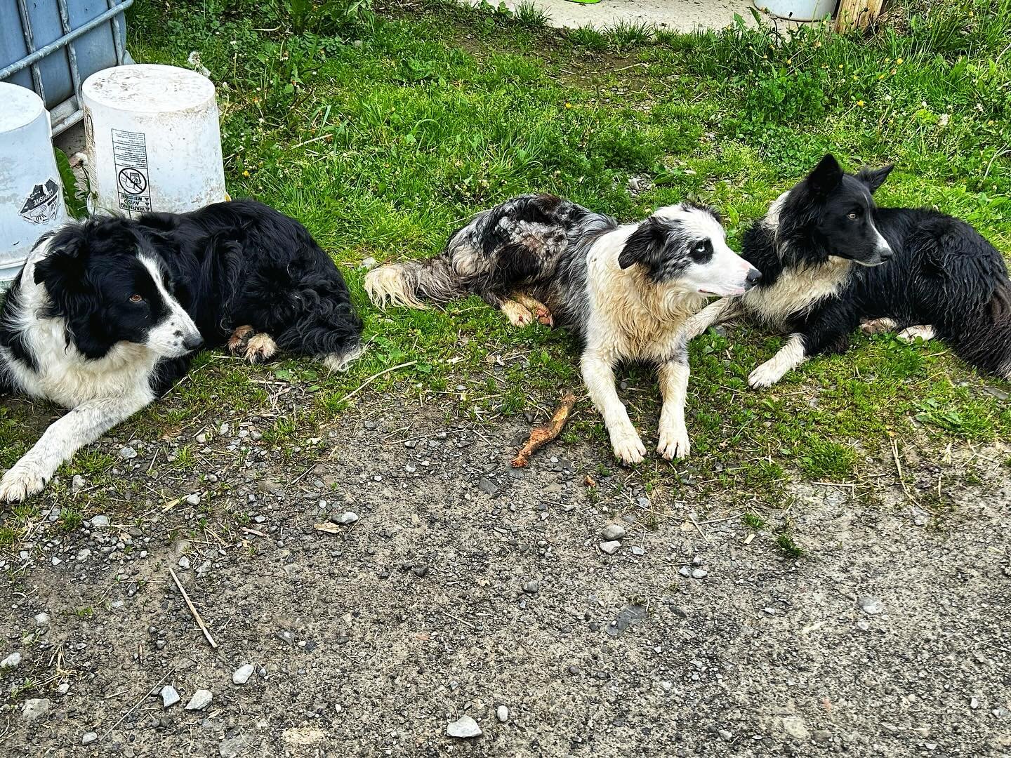 ❤️Ebb, Merle, and Jewel. ❤️ Tres amigos that take the role of &ldquo;Farm Dog&rdquo; pretty seriously. 

They are out the door before the sun rises, greet every person that comes to the farm, sneak a little taste test of calf milk at-least once a day