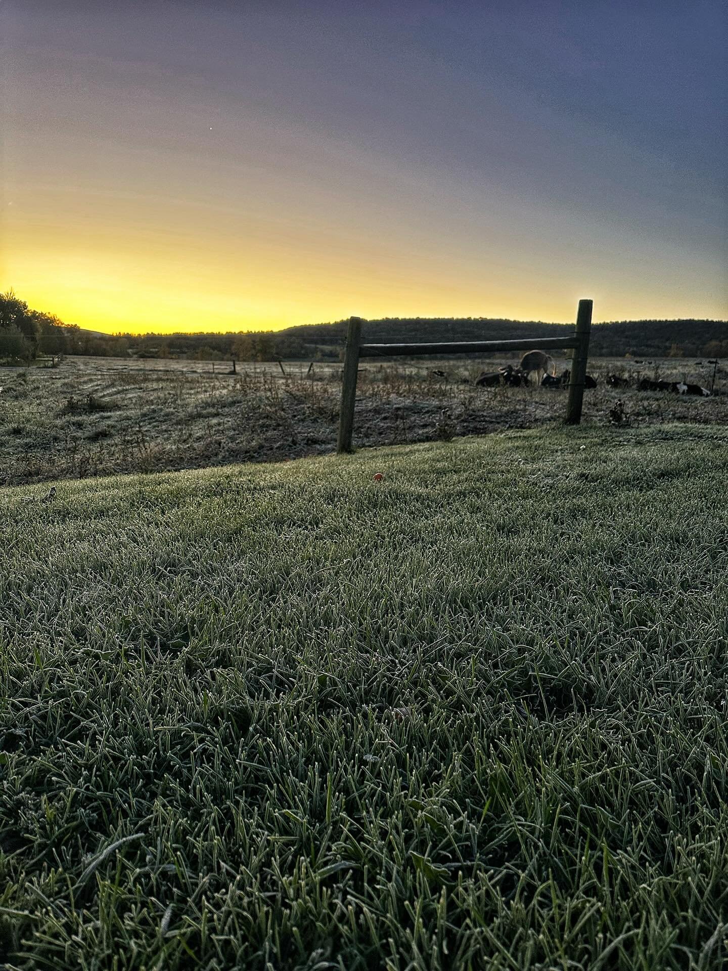 The first frost has settled in quietly this morning, turning the pastures silver and still. There&rsquo;s a calm that comes with it, like the world is catching its breath. The cows are especially loving the cool down, finally relieved from the linger