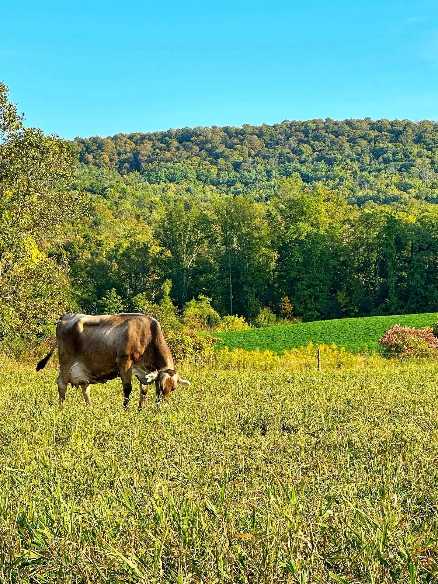 Summer gave us one last beautiful day. The evening sun warmed the pasture as the girls grazed peacefully during evening checks. Tomorrow, autumn arrives, but today, the world was golden. 🍂💛🧡