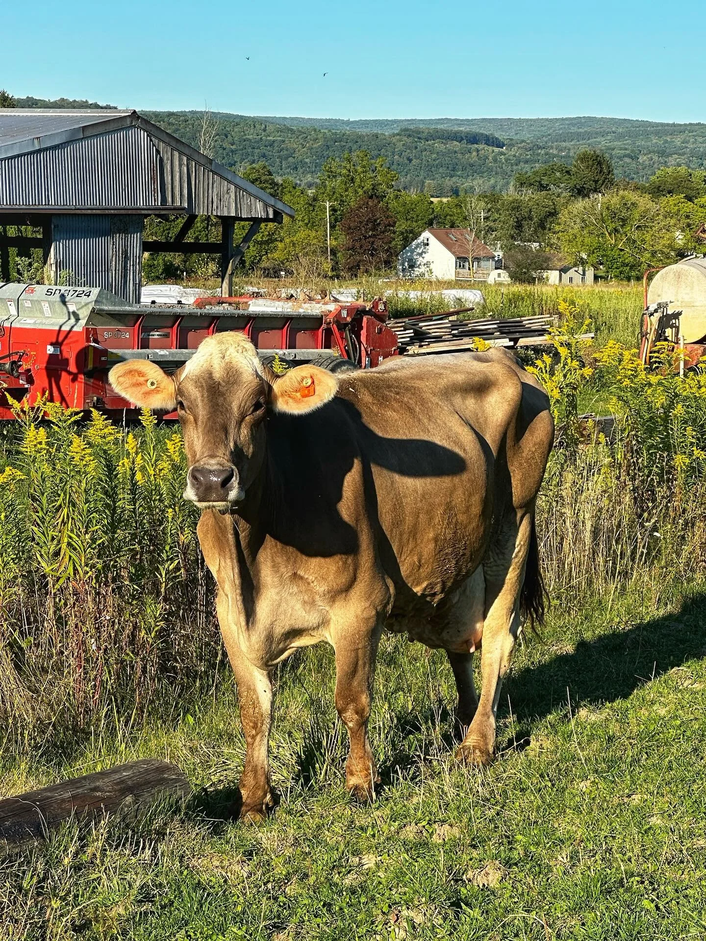 Tonight feels a little bittersweet. My favorite old girl, Bailey, is officially retired.

She calved in and gave us one last beautiful calf, but just a couple days later she injured her stifle. It&rsquo;s been a long month of nursing her along and ho