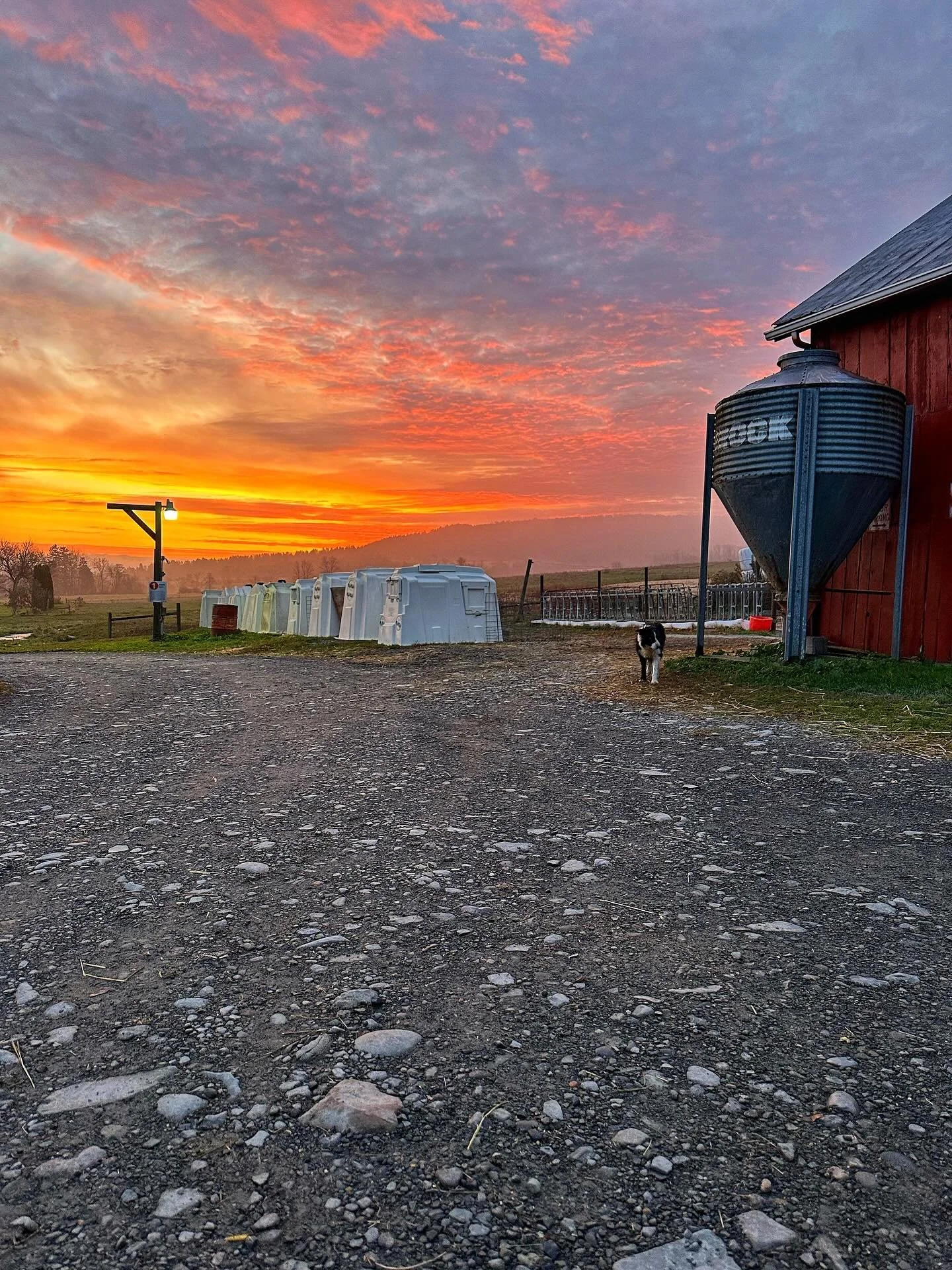 A sunrise like this feels like a good omen! 

Good luck to all the hunters today and we&rsquo;ll catch our Broome County Regional Farmers Market friends soon!  Store is open 10-5 today!