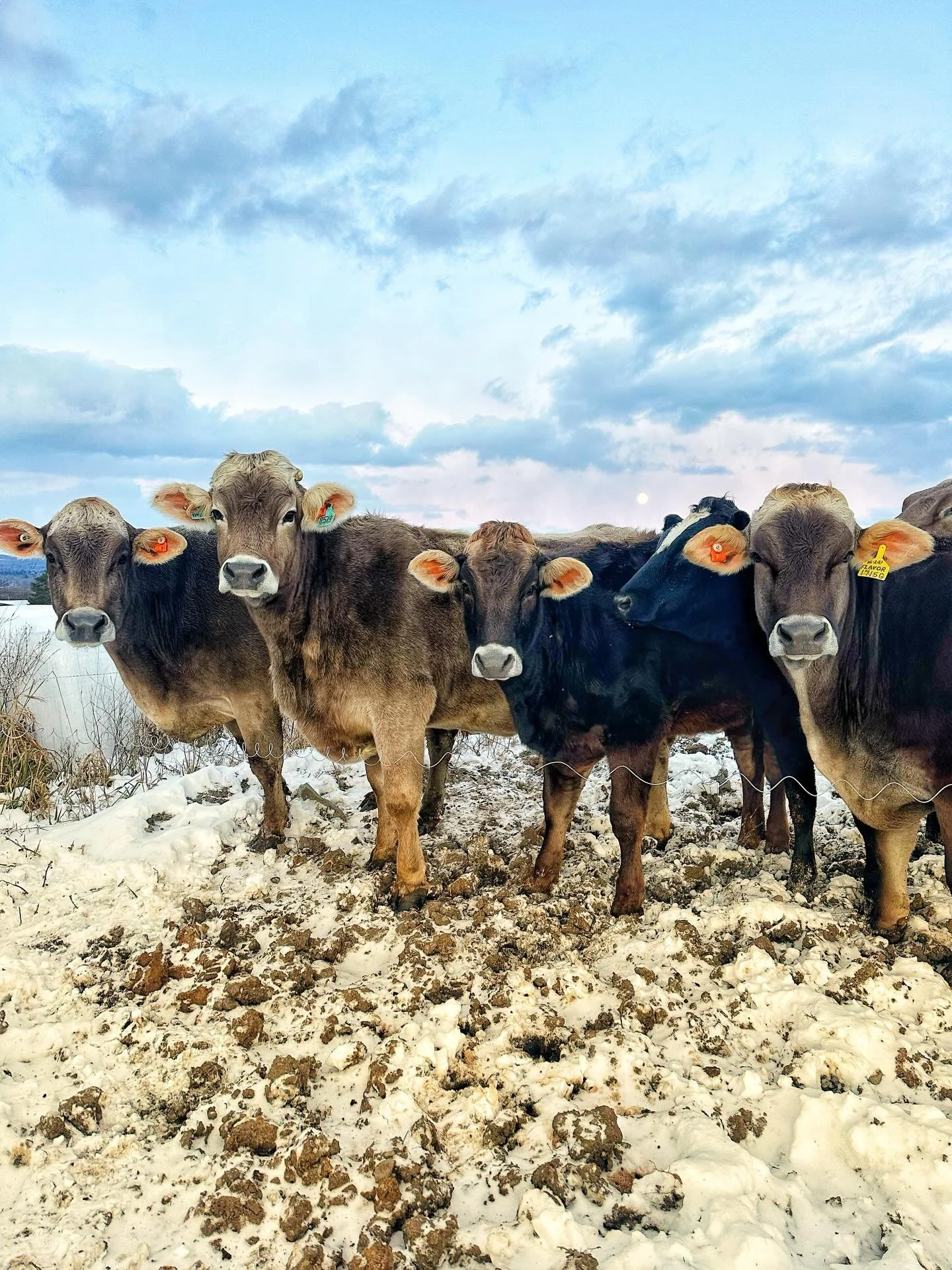 The dry cows were all lined up tonight waiting to come in while we finished prepping their barn, almost like they knew the temps were about to tank. 🥶

With digits dropping into the singles, it&rsquo;s all hands on deck for winter prep. The calves a