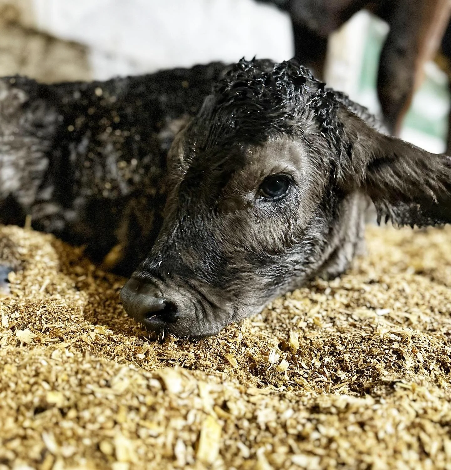 I have been waiting for this little one to arrive! Just look at that cute wrinkly nose. Mama is doing great, and the calf ate like a champ.

Once she dries completely, I think she&rsquo;s going to be a beautiful pewter color.

Merry Christmas to me ❤