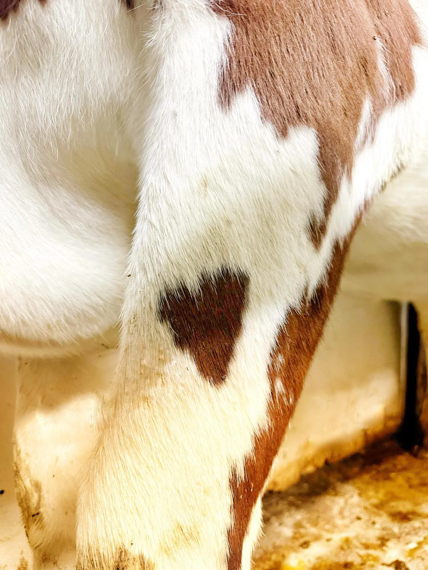 I&rsquo;m not sure why I&rsquo;ve never noticed that Lucille has a little heart on her front leg until today.  Maybe it&rsquo;s because her winter coat finally came in long enough. Either way, it&rsquo;s too cute not to share. ❤️