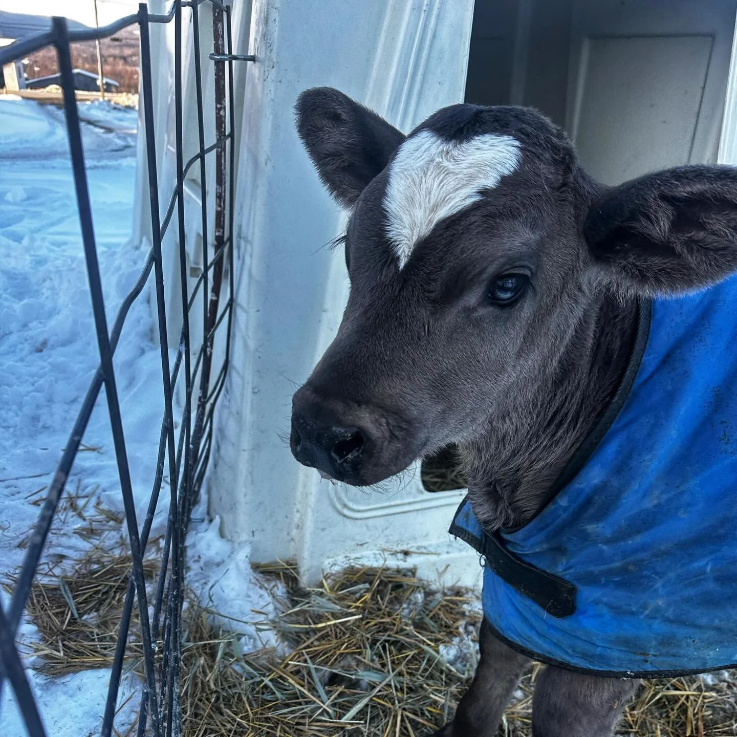 Brown Swiss classification was today.

I always feel a little nervous on classification day. You put in the work all year long and then someone comes in and scores the cows. It is honest and sometimes humbling, but it is important.

If you are not fa