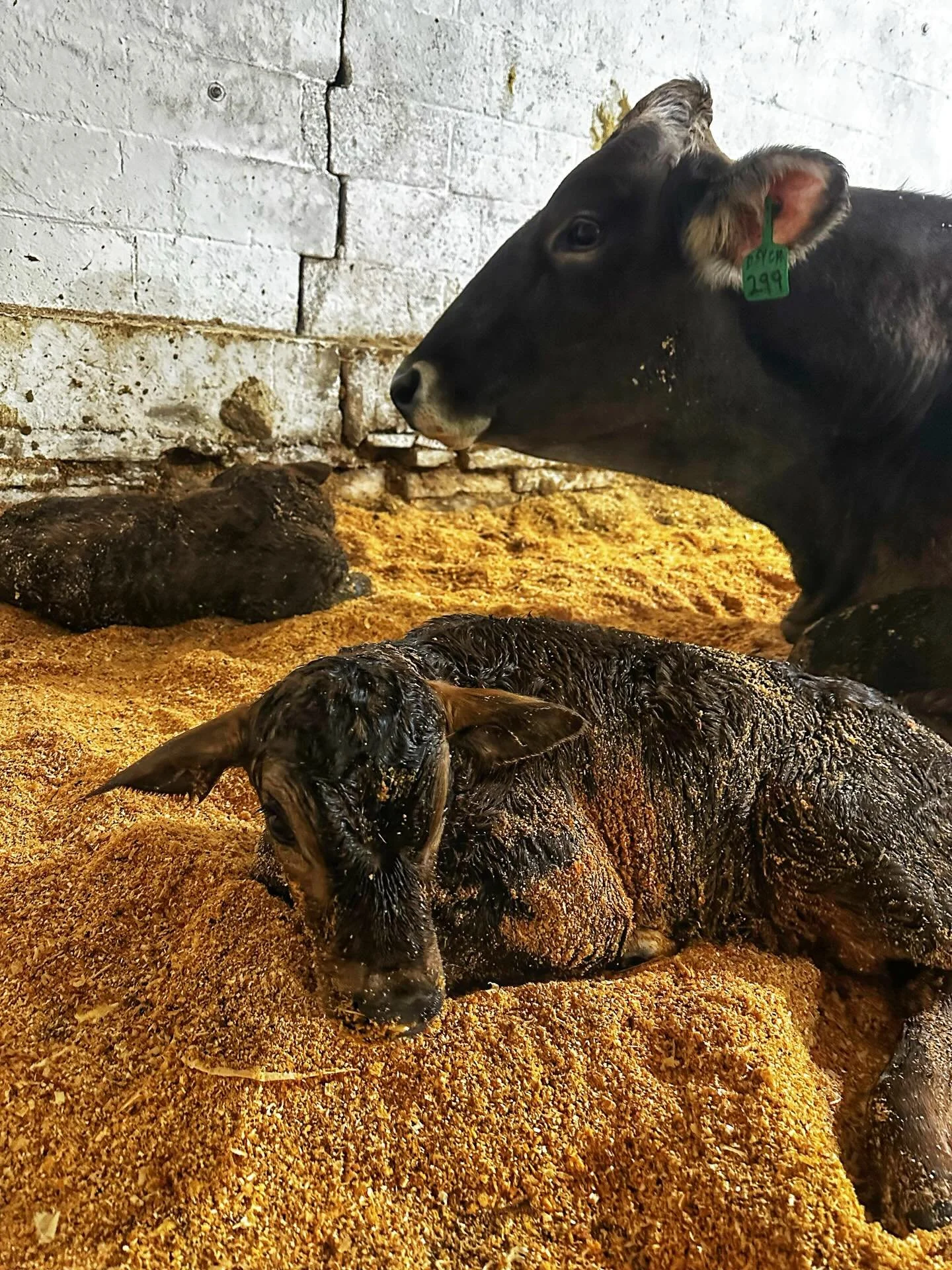 Twins on St. Patrick&rsquo;s Day&hellip;. Can we say that makes them Irish twins? I guess we&rsquo;re going with it 🍀

Psych gave us a surprise this morning. We had no idea she was carrying twins, which is not like us at all. Normally we know and ar