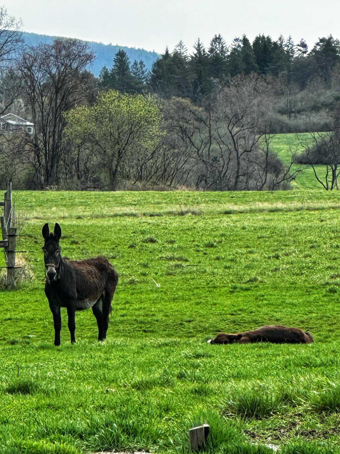 I feel like I should probably publicly address George lately. I&rsquo;ve gotten a lot of messages and phone calls checking in to make sure he&rsquo;s okay, and I really do appreciate that.

But I promise you George is completely fine.

He just really