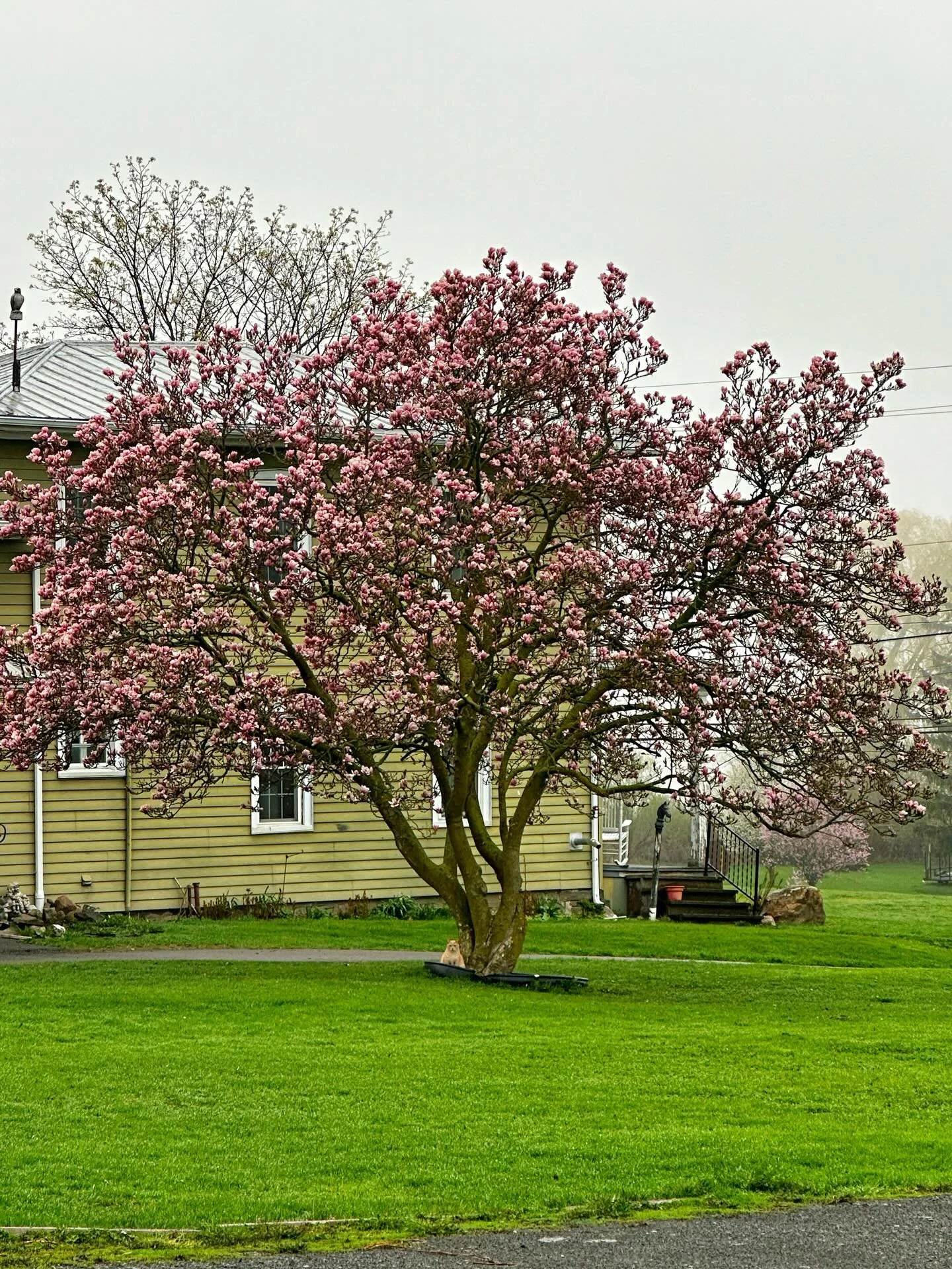 Today is her day 🌸 

My magnolia tree is finally in full bloom, and I swear this might be my favorite day of the entire year.

If you know me, you know I&rsquo;m obsessed with this tree. I wait for this every spring, and when it happens, it just fee