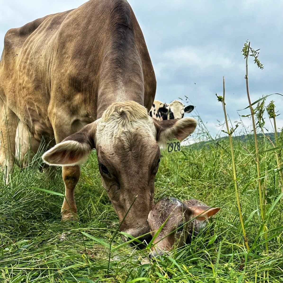 Happy Mother&rsquo;s Day from all of us at Sunset View Creamery ❤️

Today we&rsquo;re celebrating all kinds of moms. The ones raising little ones, the ones with grown kids, the ones still waiting and hoping, and the women who show up every day to lov