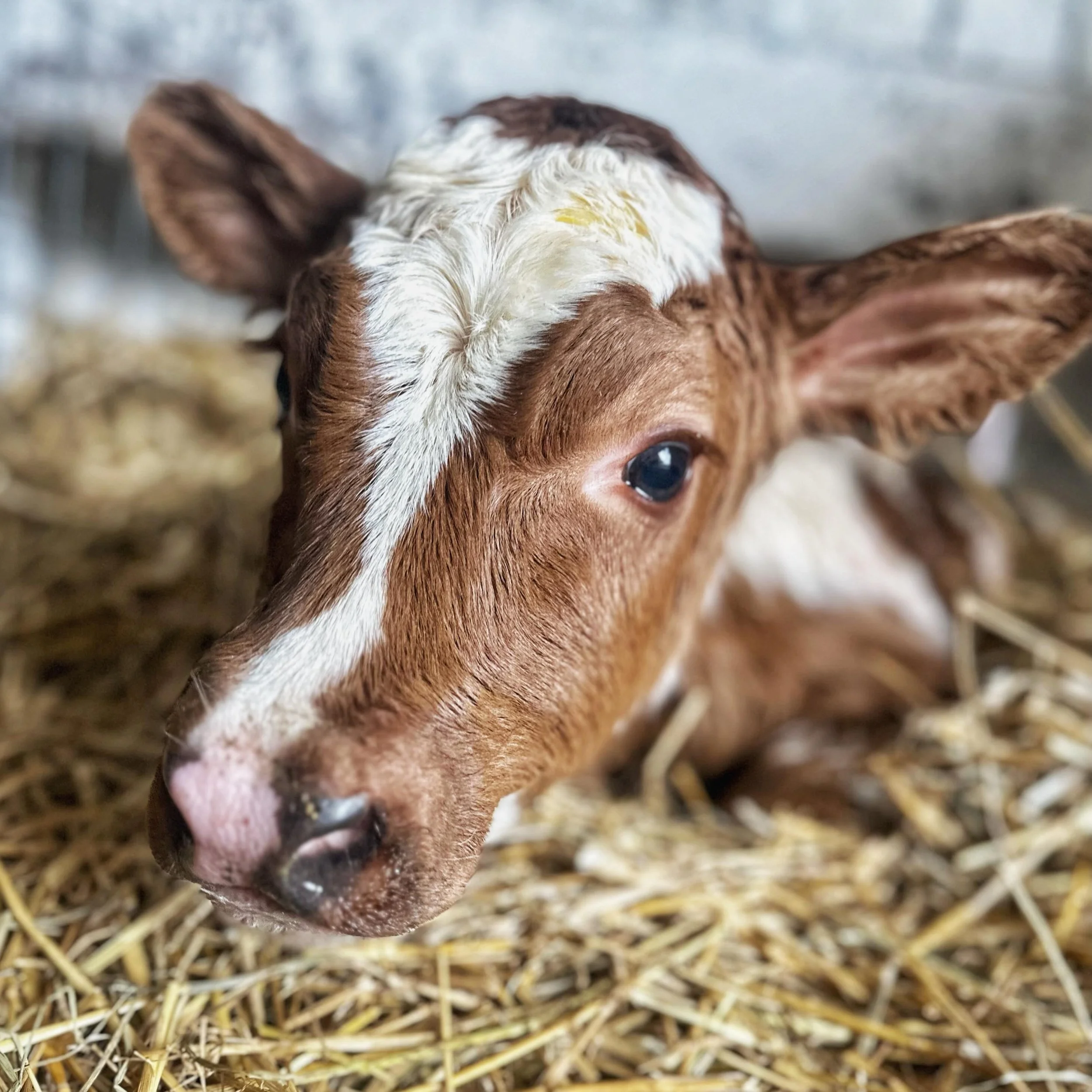 Lucky&rsquo;s arrival was one of those farm stories that reminds you how quickly life can change.

Her start was a hard one, and not the way we would have ever wanted it to go, but this little girl fought her way here and arrived strong and healthy.
