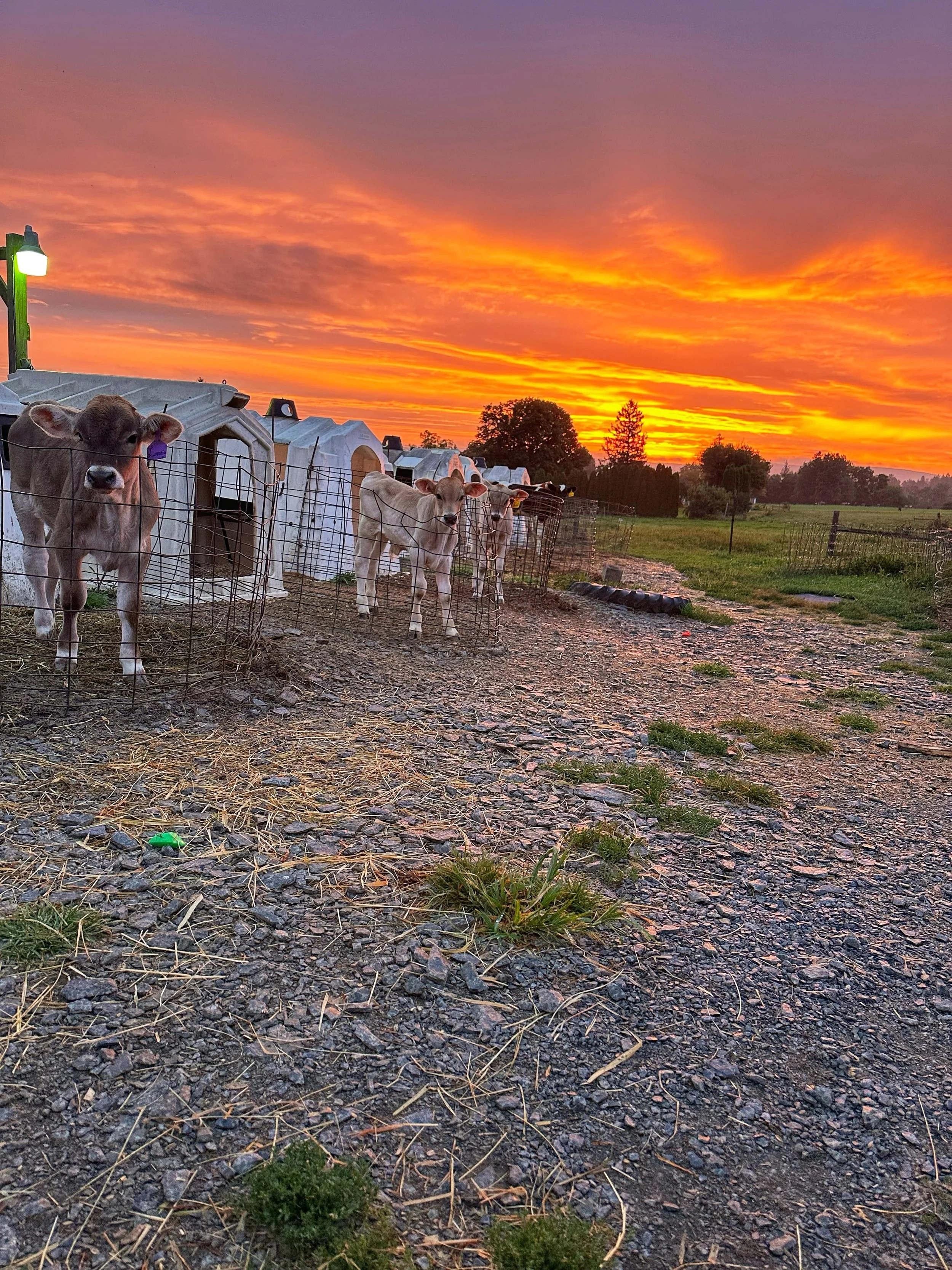 Final sunrise of August is showing off this morning! 🌅