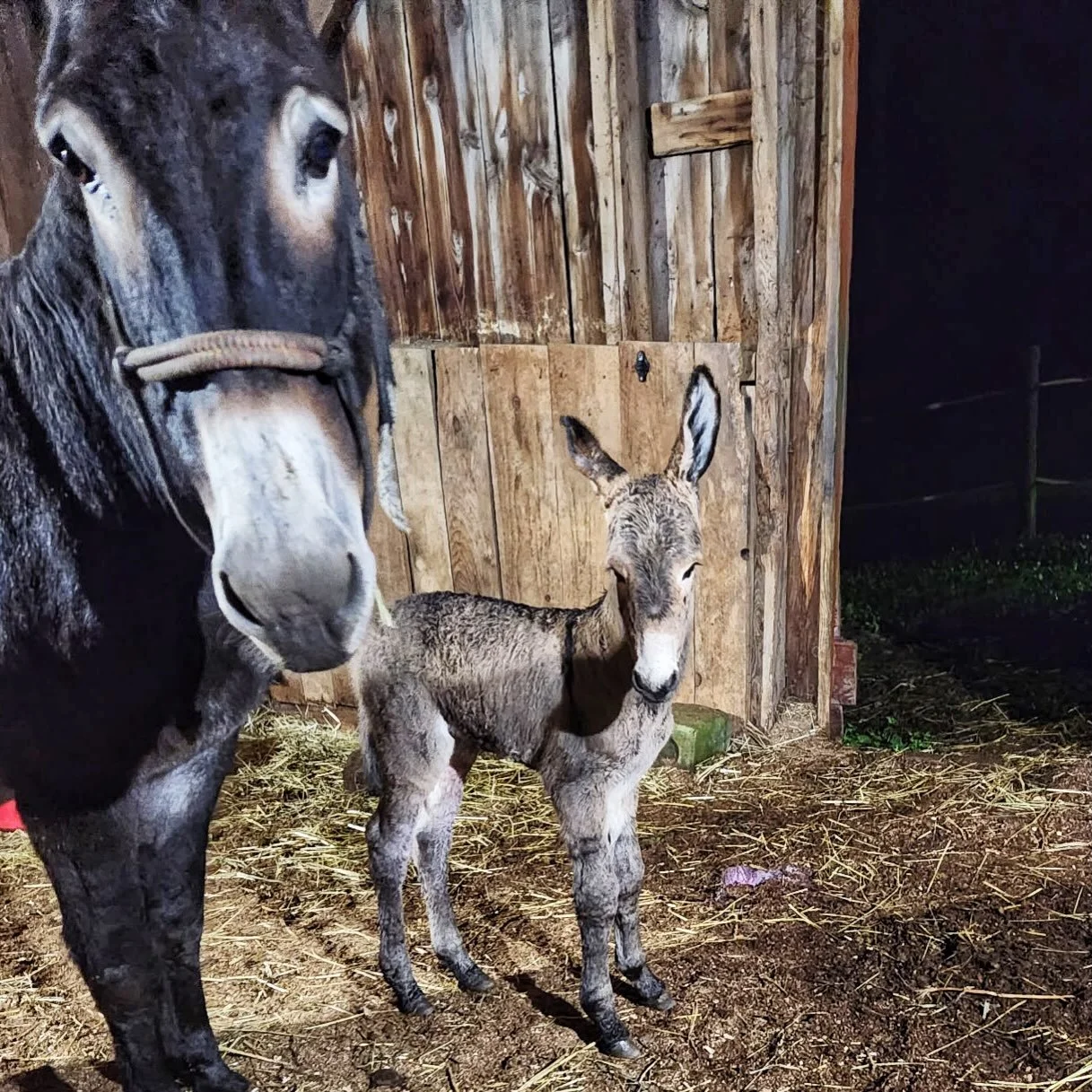 WE HAVE A BABY DONKEY!

Wildstar had her baby early this morning and it&rsquo;s a BOY! 🫏💙

Lainey is absolutely tickled pink. She&rsquo;s been waiting for this little guy, and you can imagine how excited she is!

We&rsquo;re giving mom and baby som
