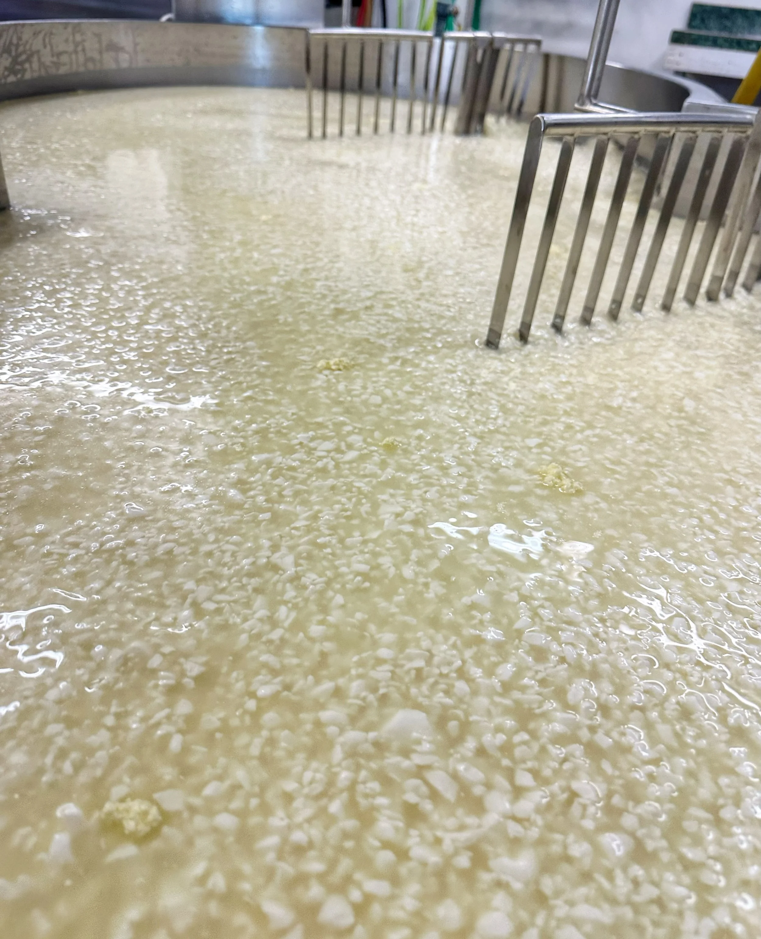 Nothing better than walking into a warm creamery on a cool fall morning, especially when there&rsquo;s a full vat of cheese forming! 

I&rsquo;ll take this kind of fall morning any day. 🧀🍂
