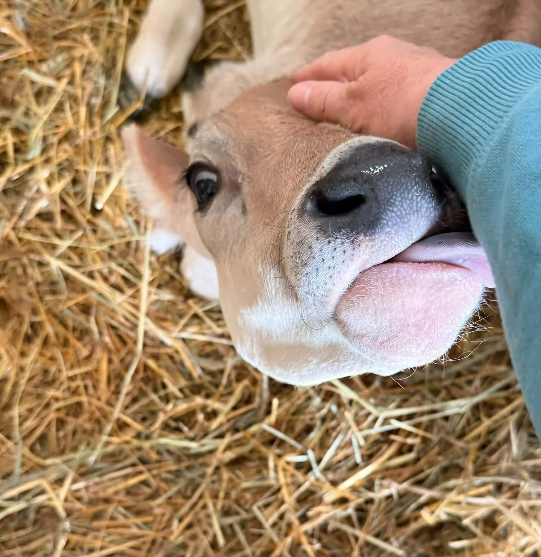 A little drizzle isn&rsquo;t going to stop us!

We still have a few cow cuddling spots open for today, and I added some for tomorrow afternoon, too! Most of your visit can be spent under cover, so you can still get out, see the animals, and enjoy a l