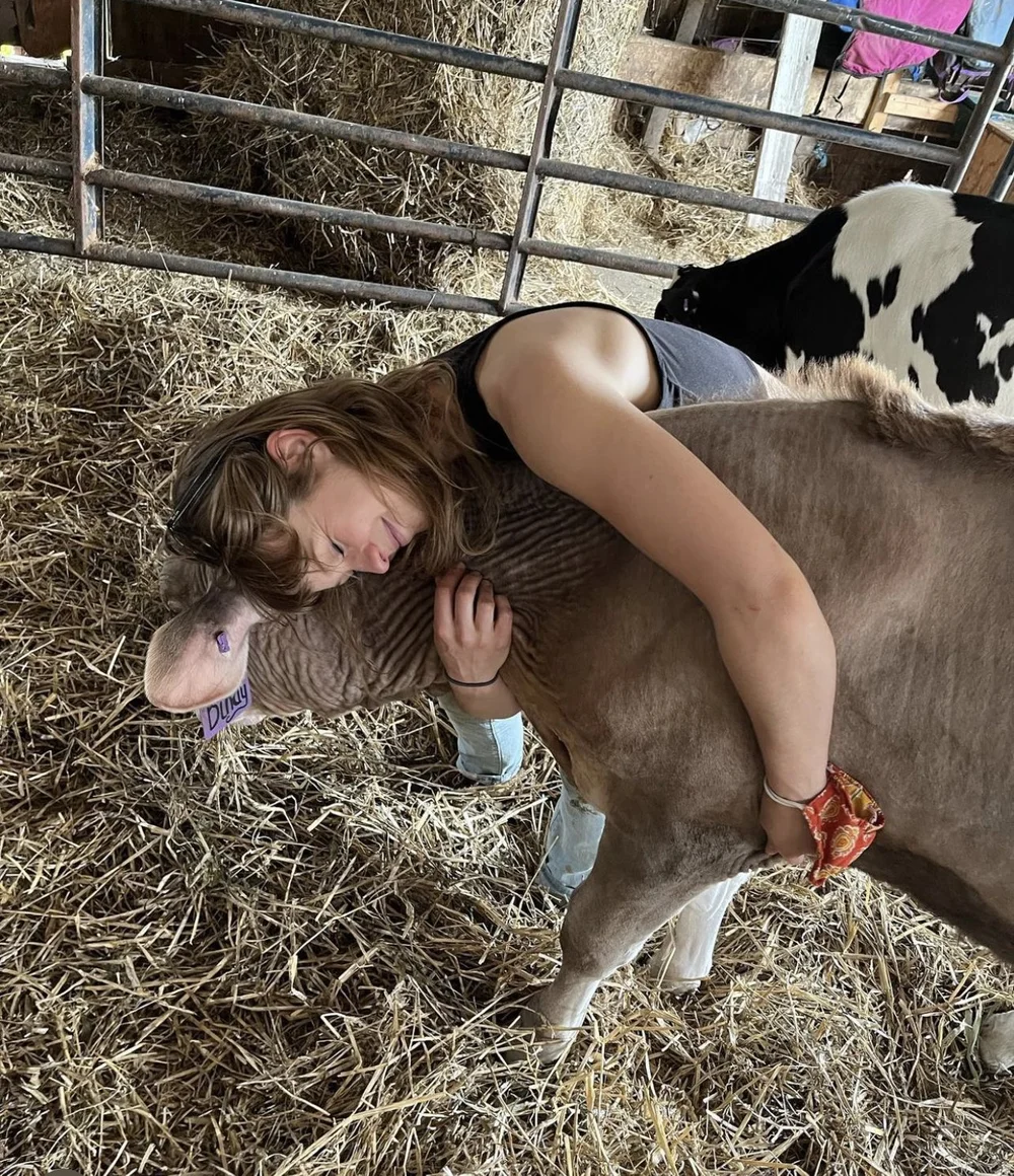 Cow Cuddling — Sunset View Creamery