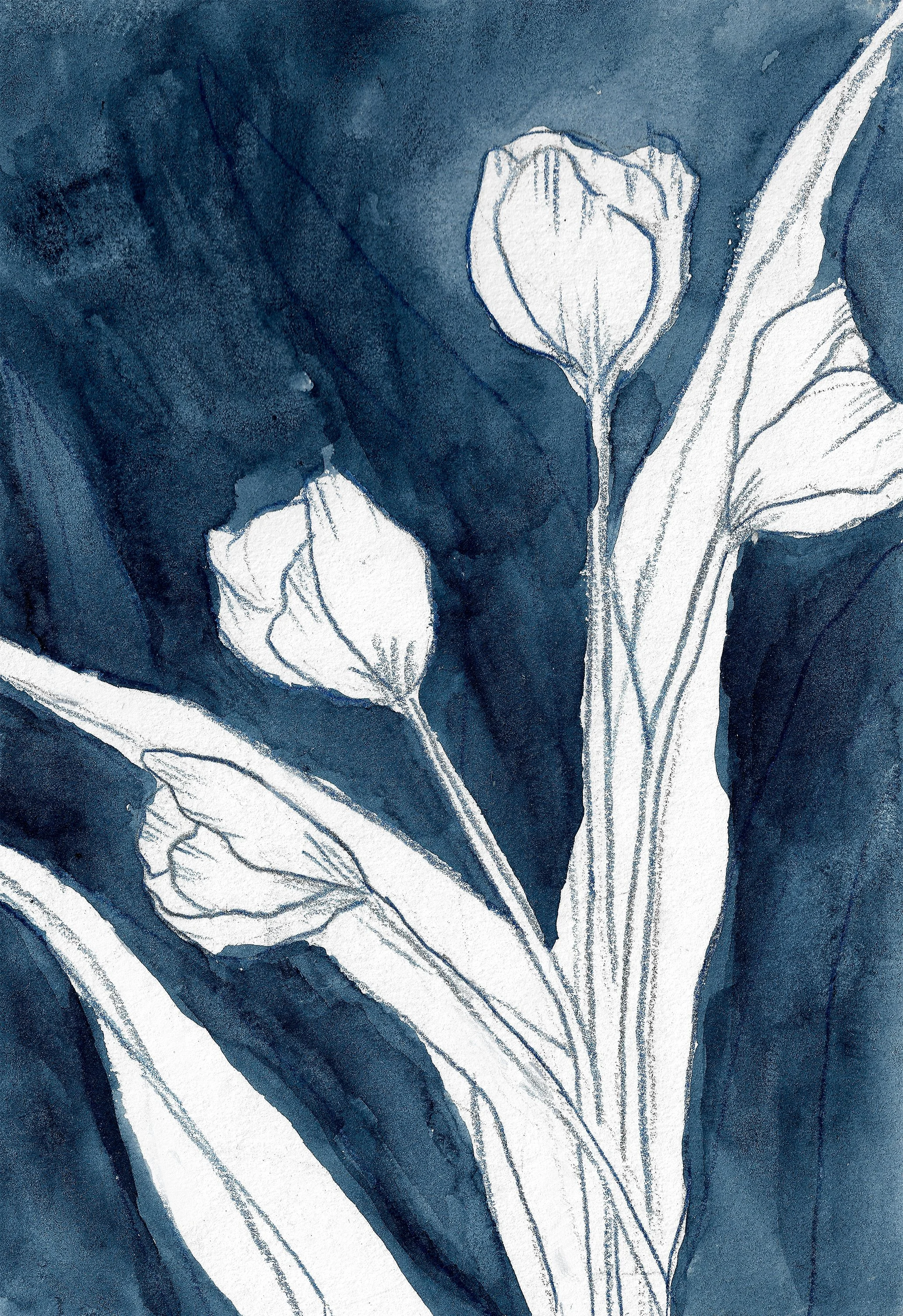 Indigo Tulips