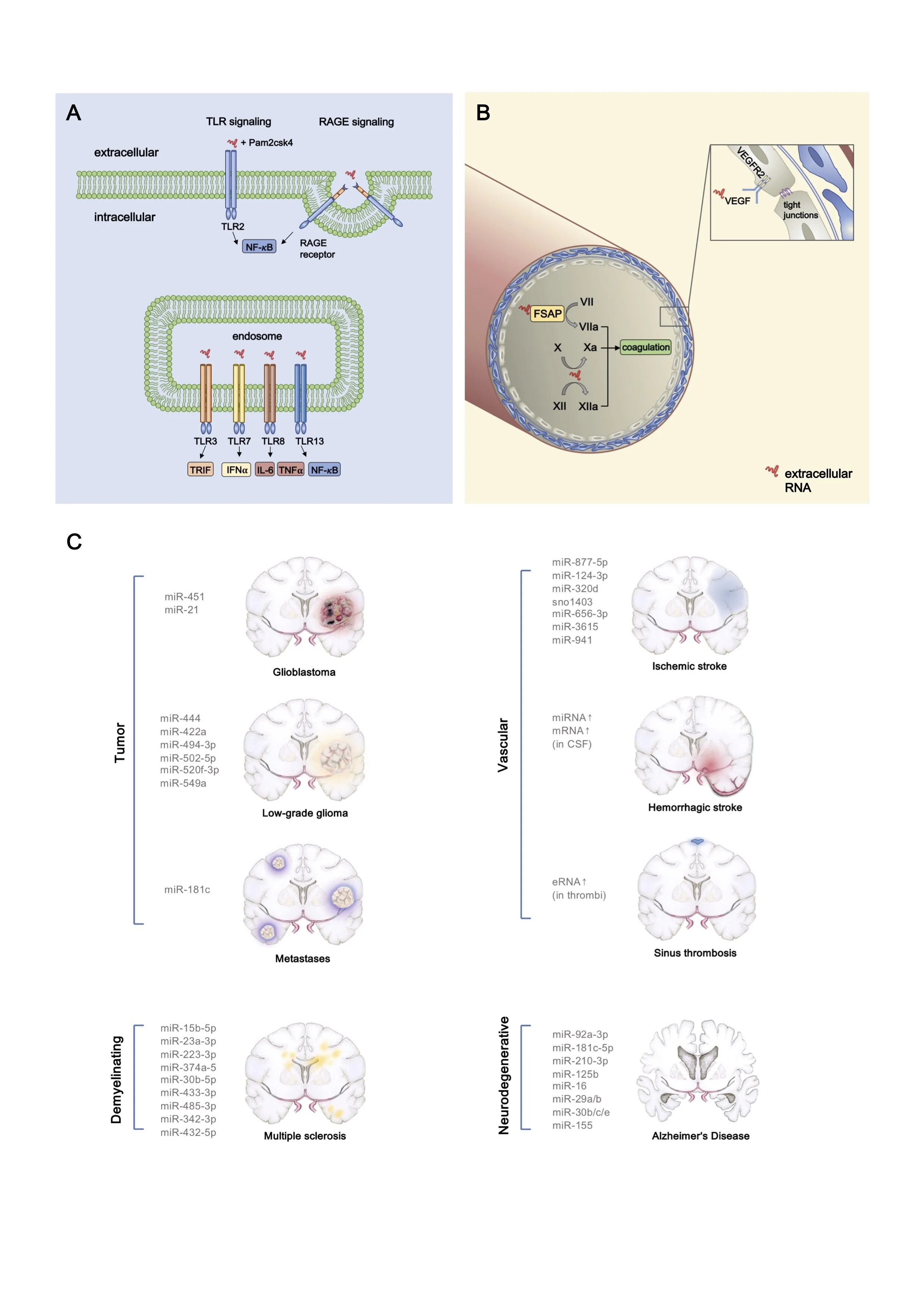 eRNA in CNS pathologies