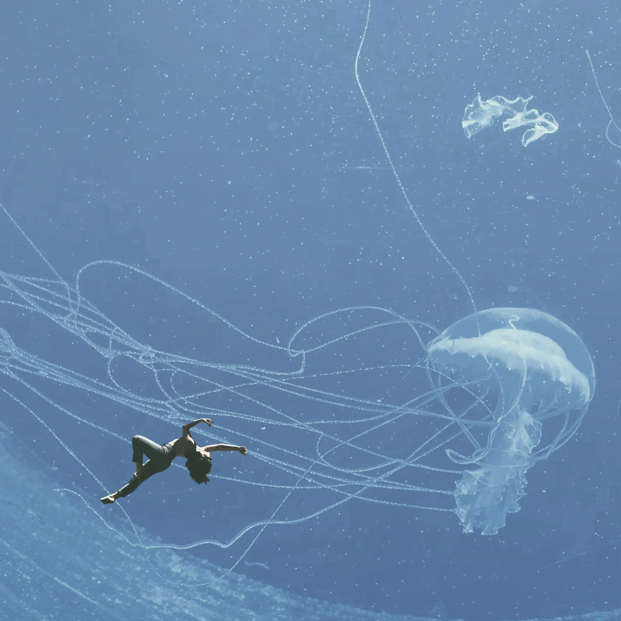 Jellyfish - holding on.JPG