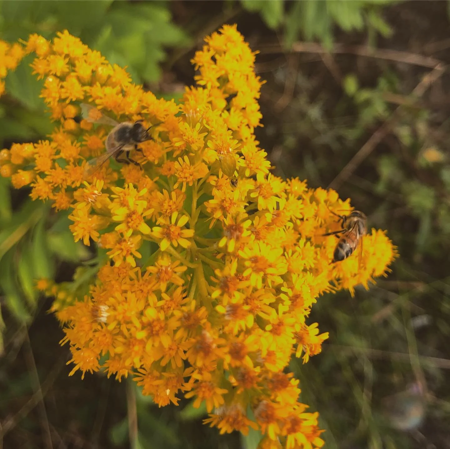Fermented Seed Balls