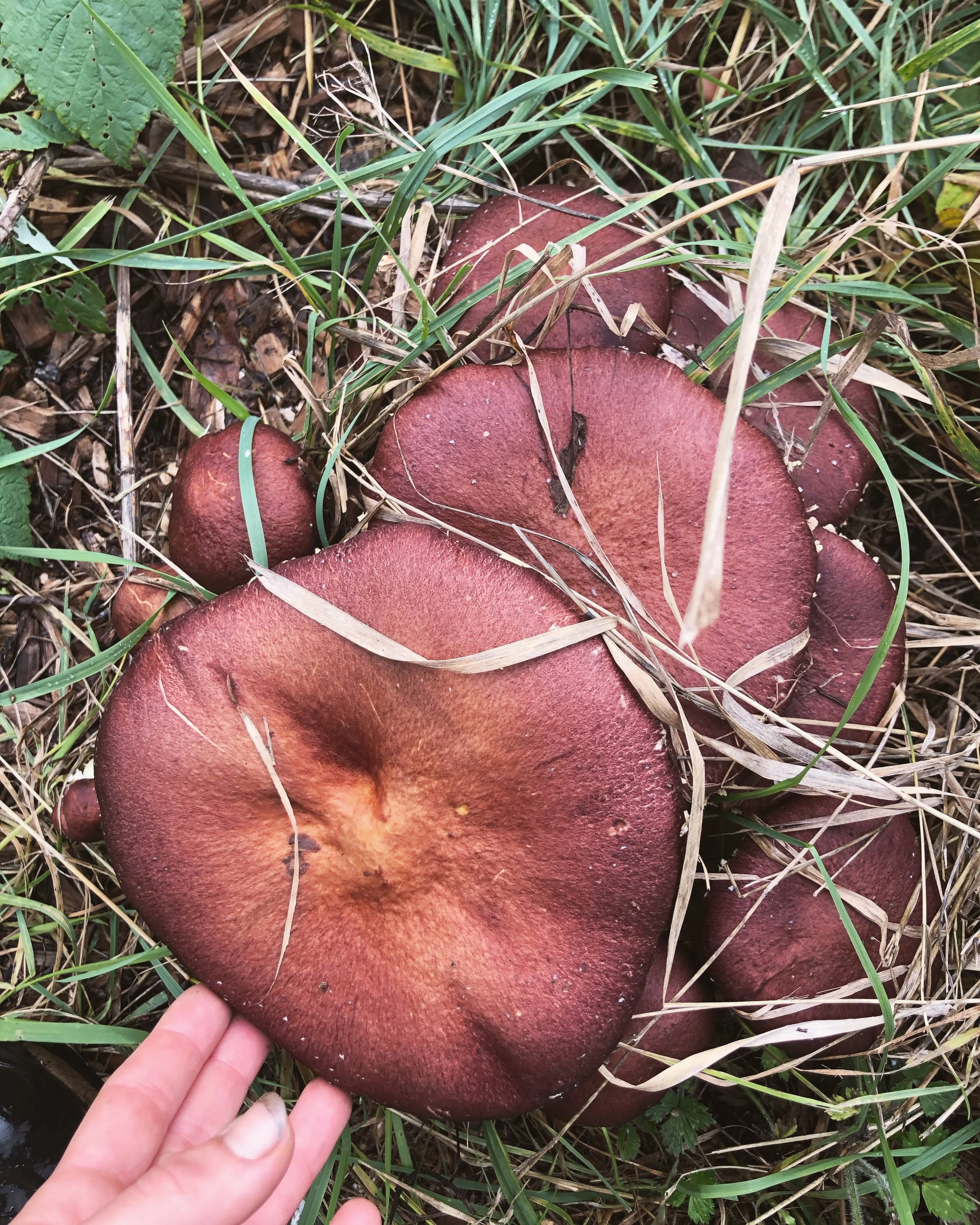 Gardening with Mushrooms + Microbes Workshop - Napa, CA