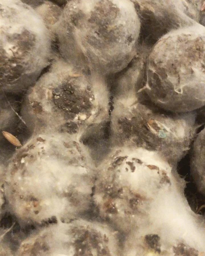 #cleaning #water and #soil with #microbes and #fungi 🦠🌱🌊🍄&hearts;️
#bokashiballs are being used all over the world to #cleanup #land and #waterways damaged by toxic wastes of industrial #pollution!🦠#bioremediation uses the power and skills of li