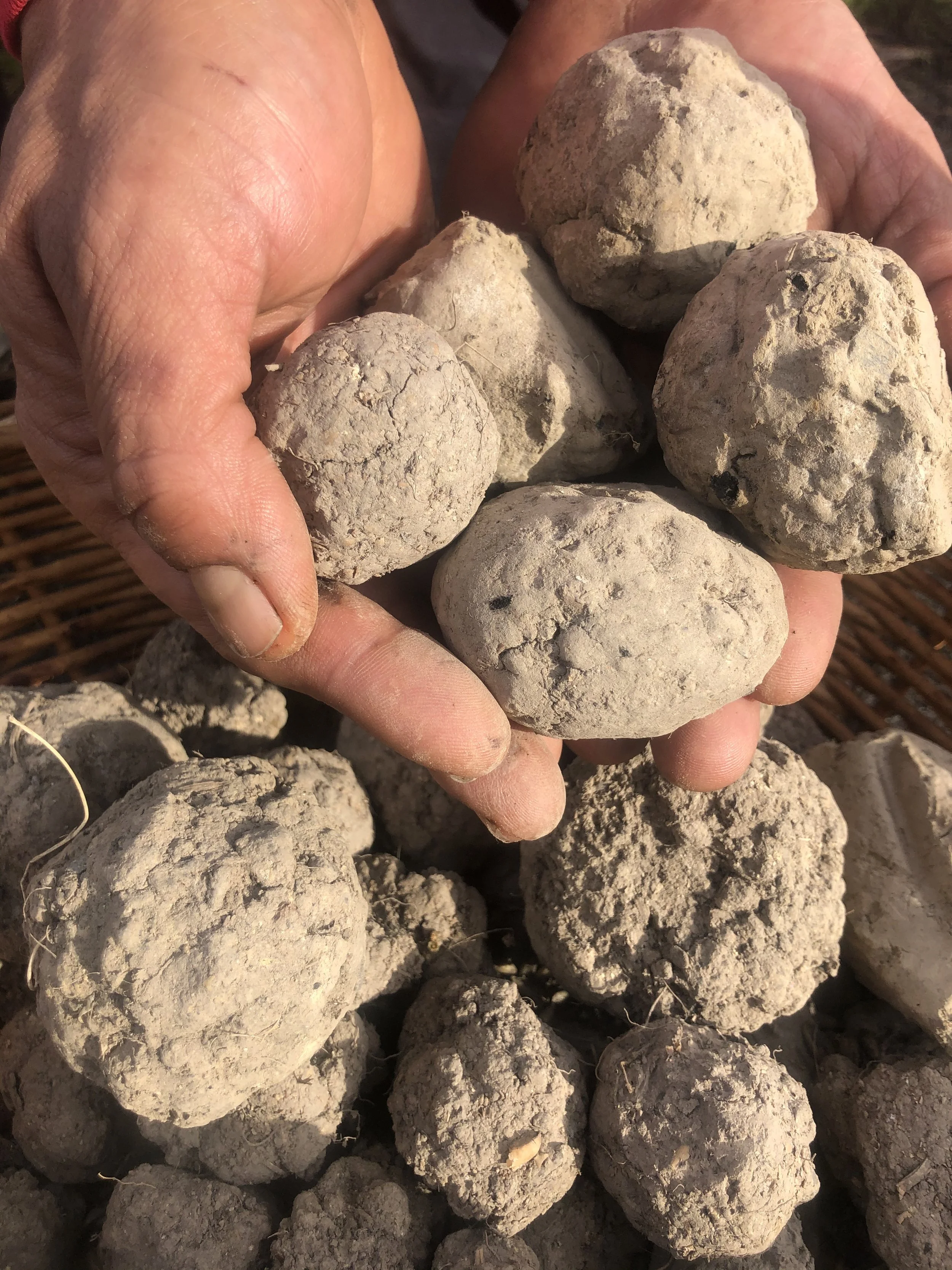 bokashi fermented mud balls .jpg