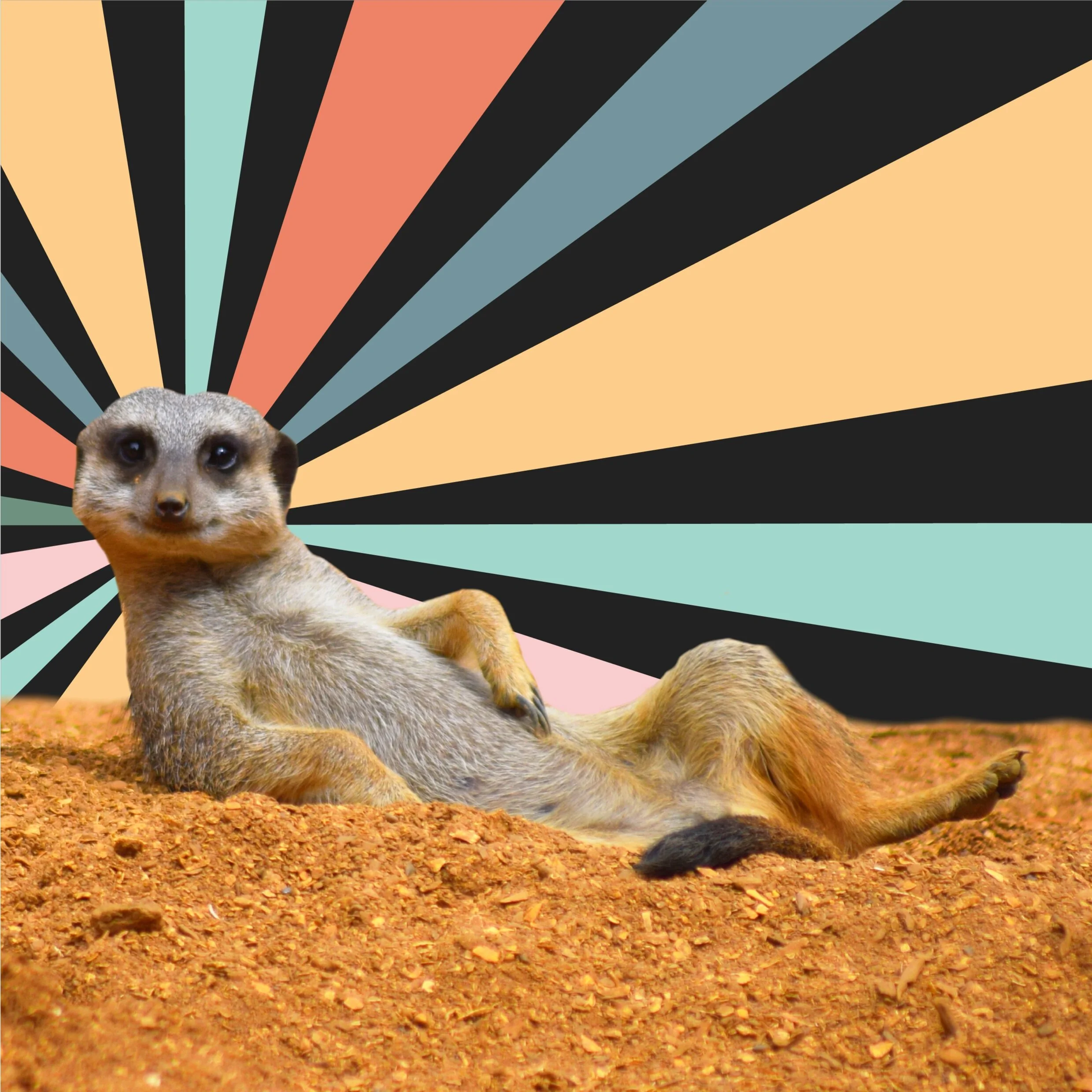 Happy Anniversary Mongoose!
