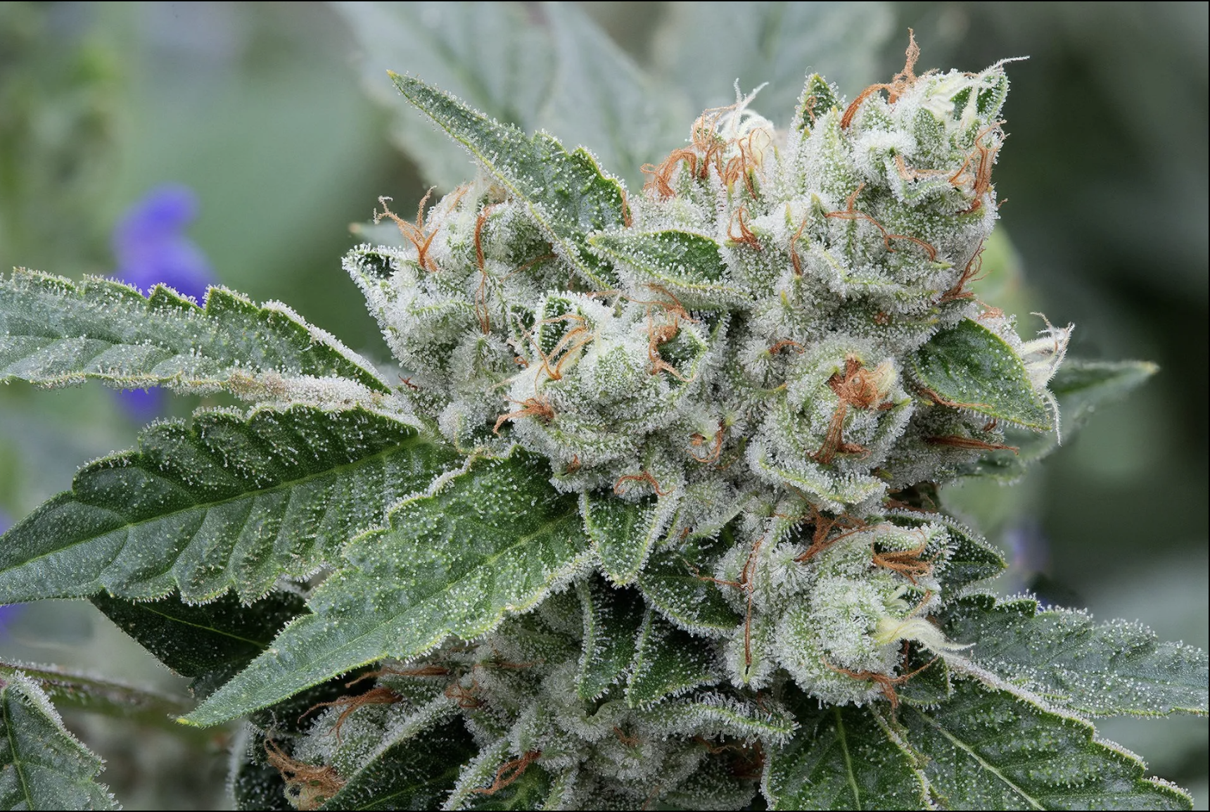 Join us for a Cannassentials Vendor Day!