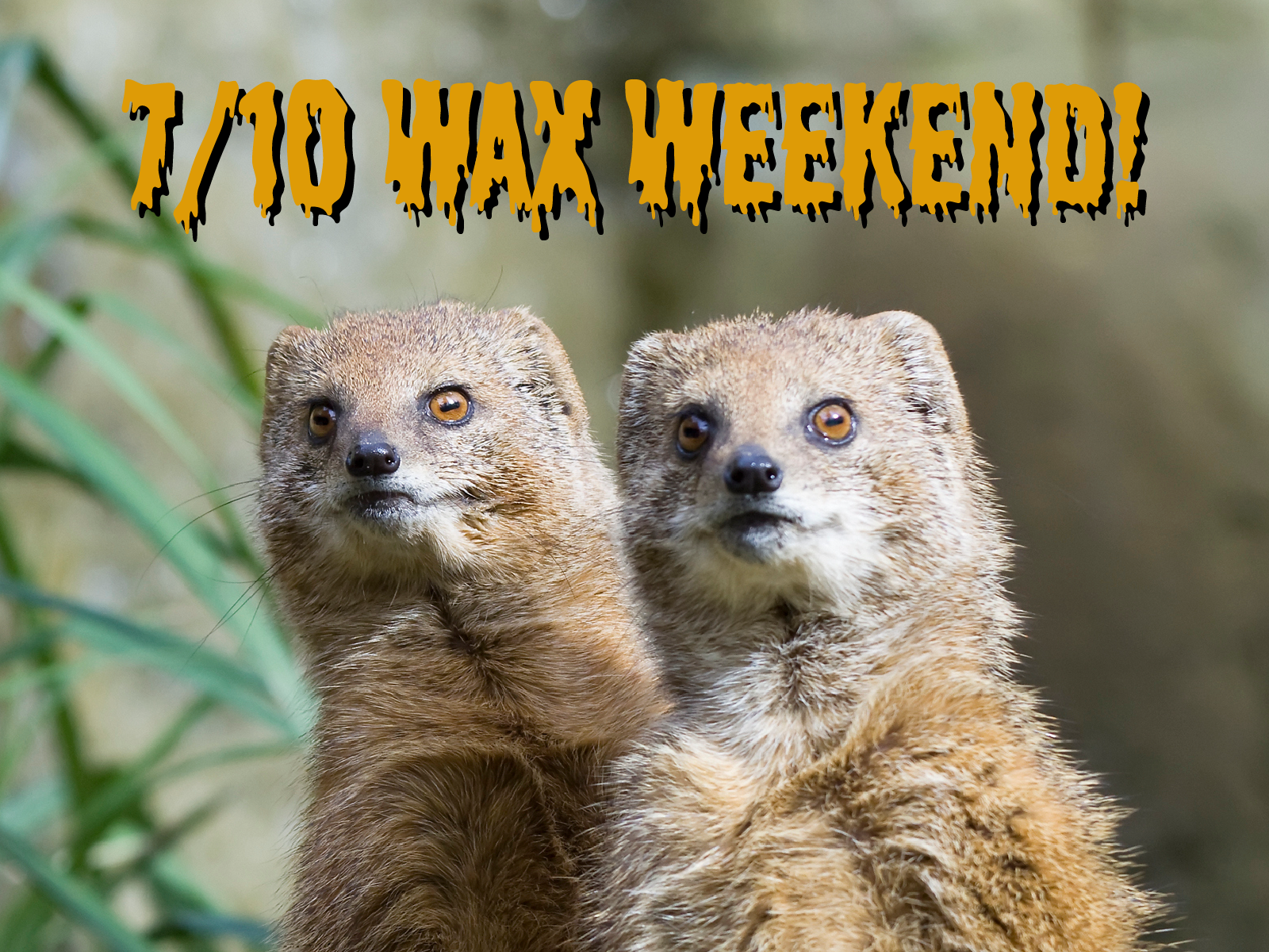 🫠 Super Special 7/10 Wax Weekend at the 'Goose!