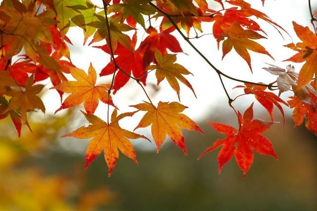 fall_leaves_1_.jpg