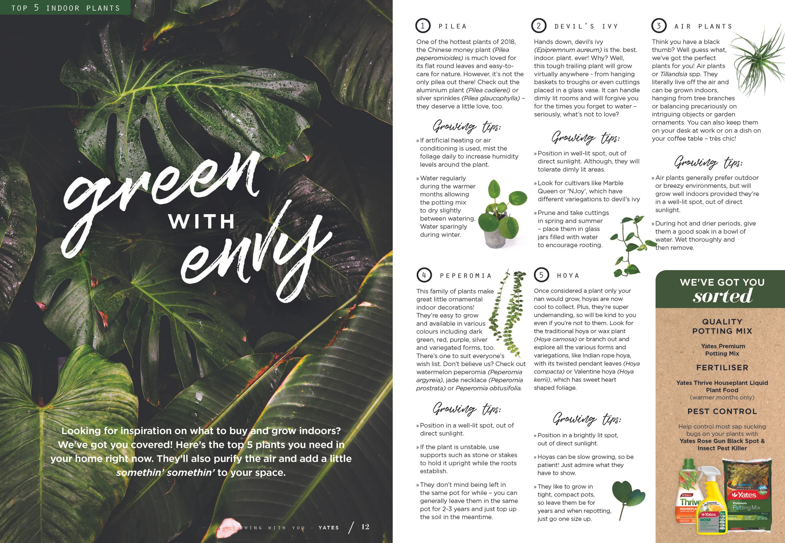 Top 5 Indoor Plants