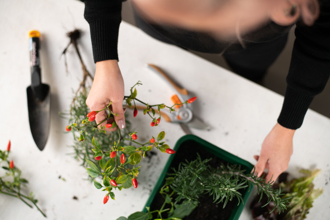 Start a Summer Vegie Garden — Leaf an Impression | Tammy Huynh