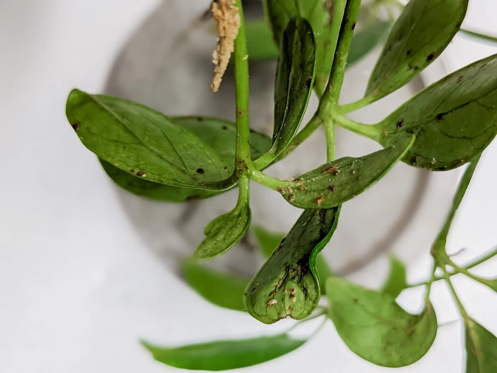 Leaves with small brown bumps on the underside of the leaves